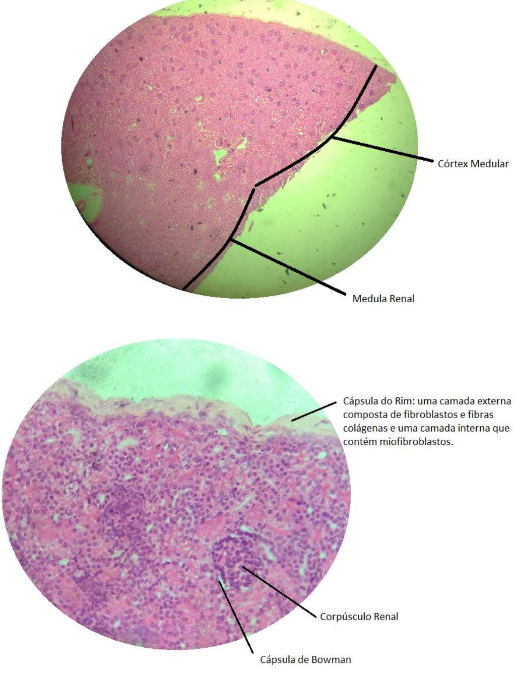 HISTOLOGIA SISTEMA URINÁRIO RIM URETRA E BEXIGA Histologia Geral