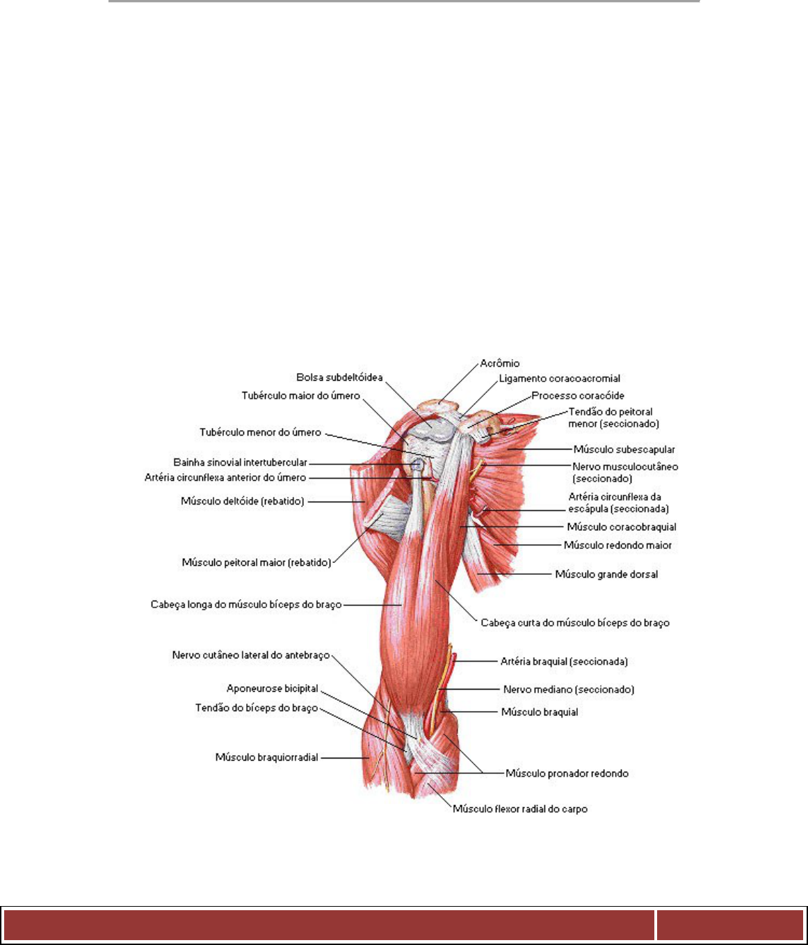 Bíceps old School - Anatomia I