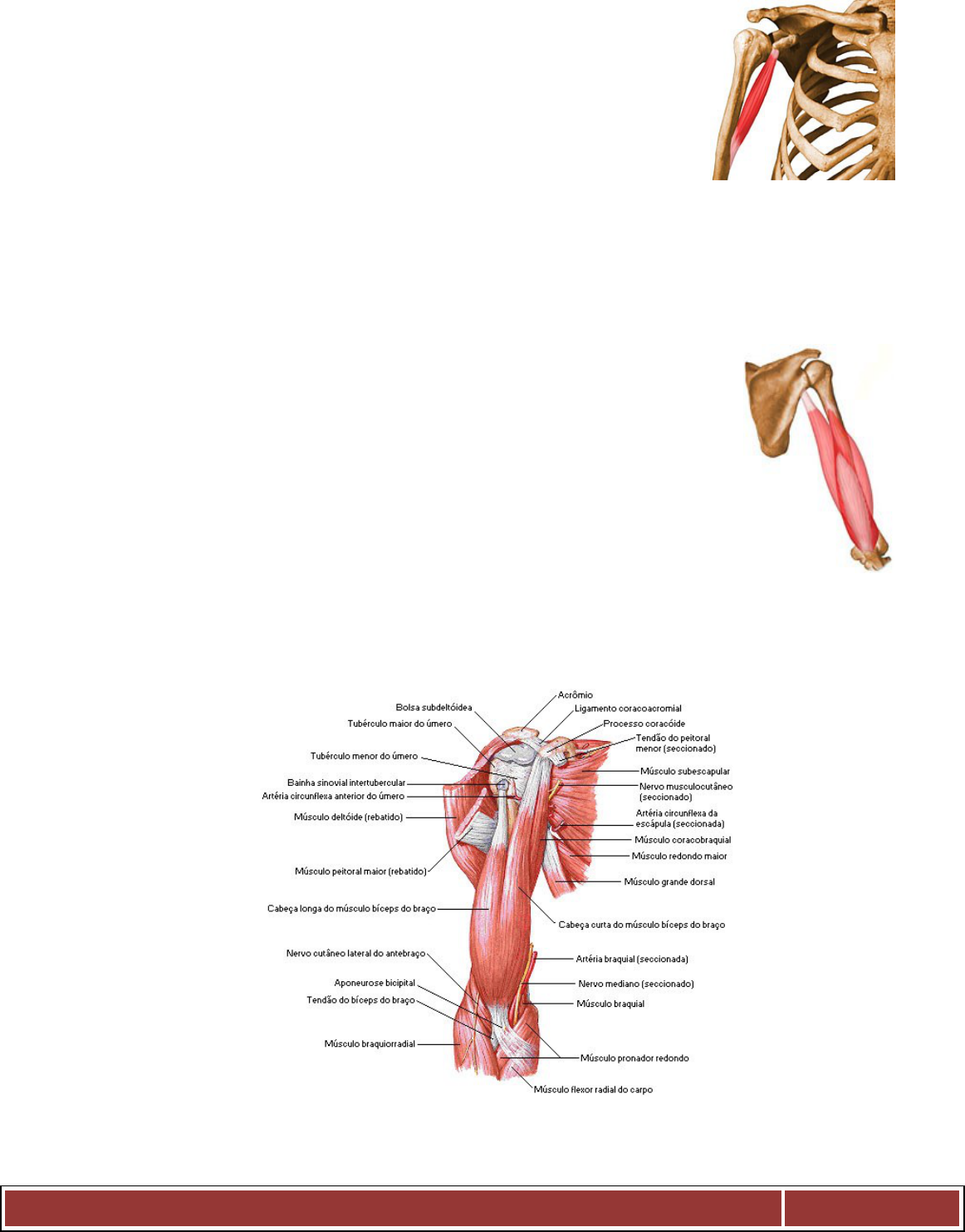 Bíceps old School - Anatomia I