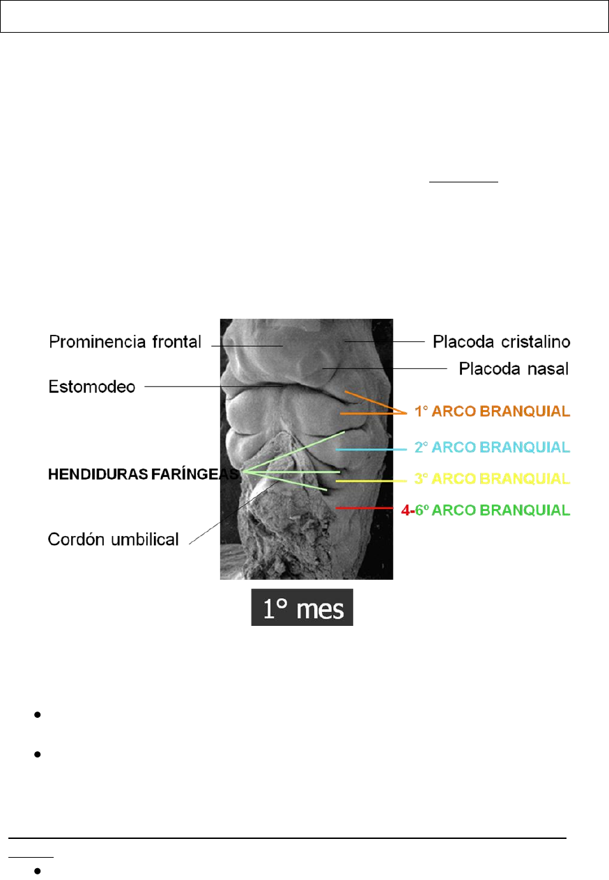 prominencia frontal