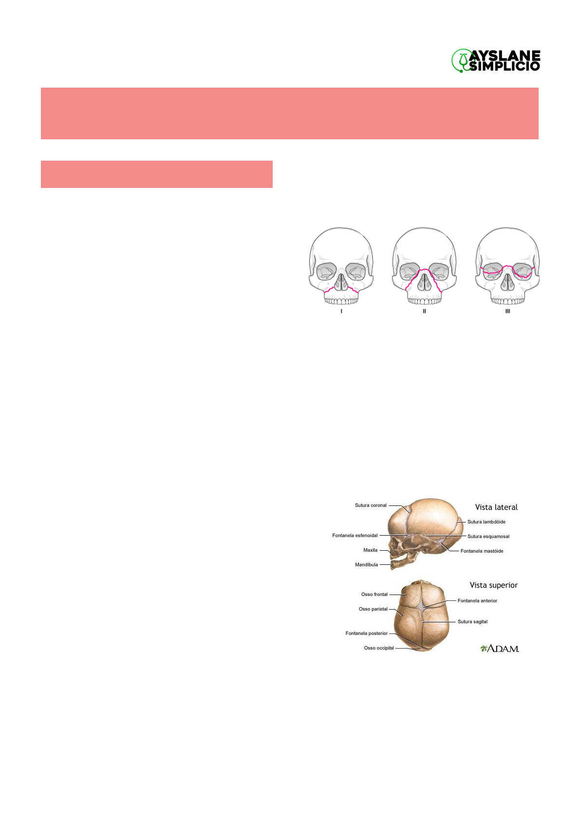 Anatomia da Base Interna do Crânio Quiz