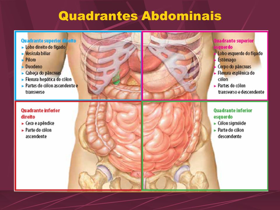 Divisão Do Quadrante Abdômen Anatomia I 0580