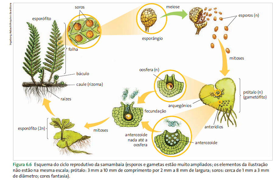 O ciclo de vida das pteridófitas resumido Botânica