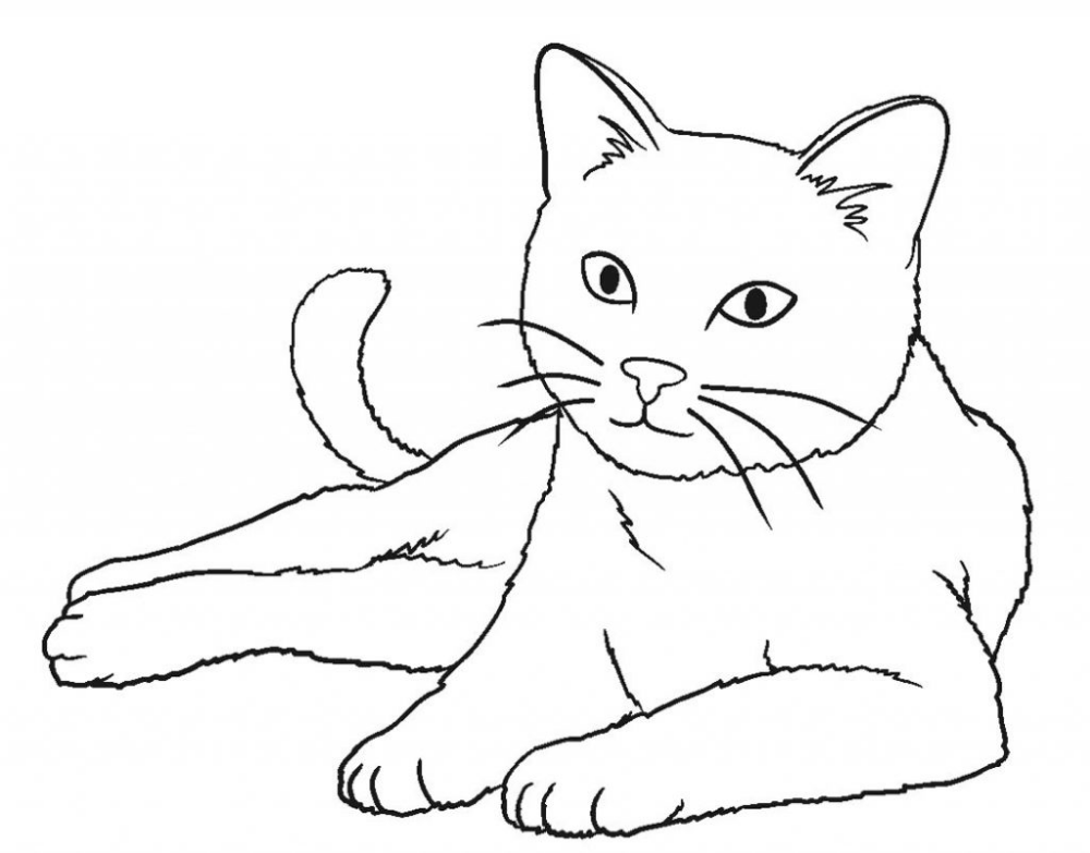 50 Desenhos de Gato para Imprimir e Colorir - Online Cursos Gratuitos   Páginas de colorir com animais, Animais para colorir, Desenho de desenho  animado