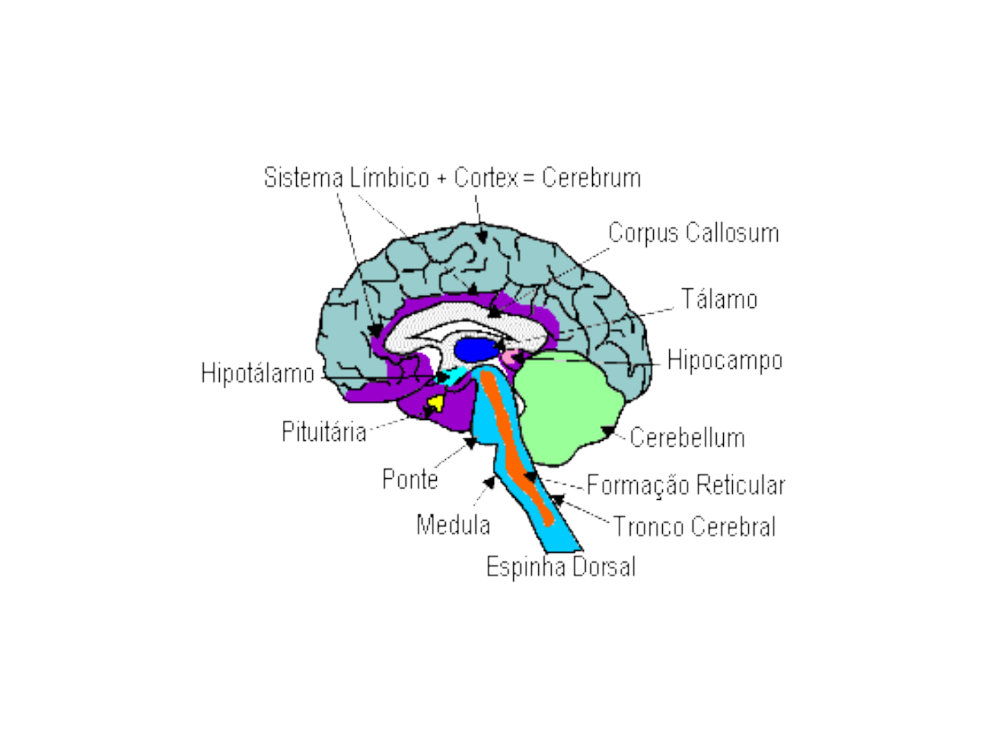 SISTEMA RETICULAR ATIVADOR ASCENDENTE E SONO - Neurofisiologia