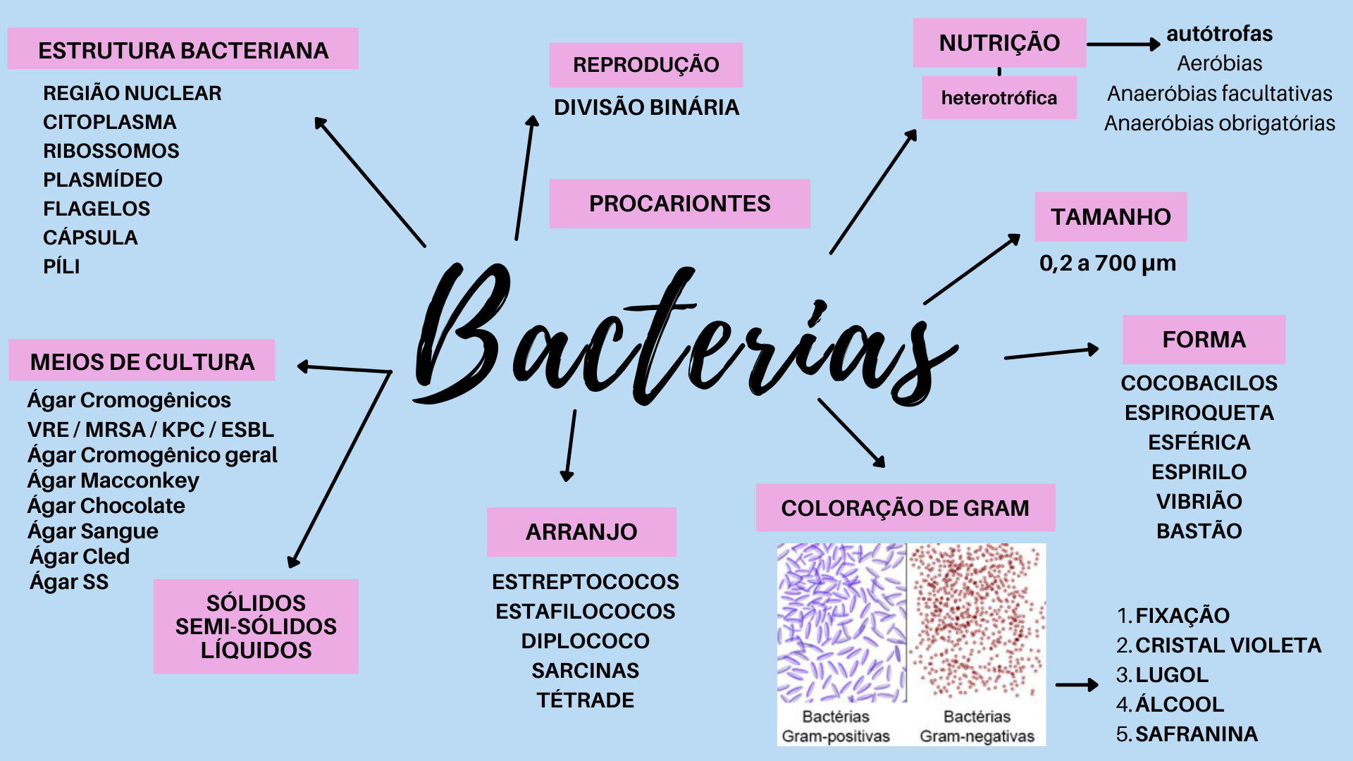 Mapa Mental Sobre Bactérias - ENSINO