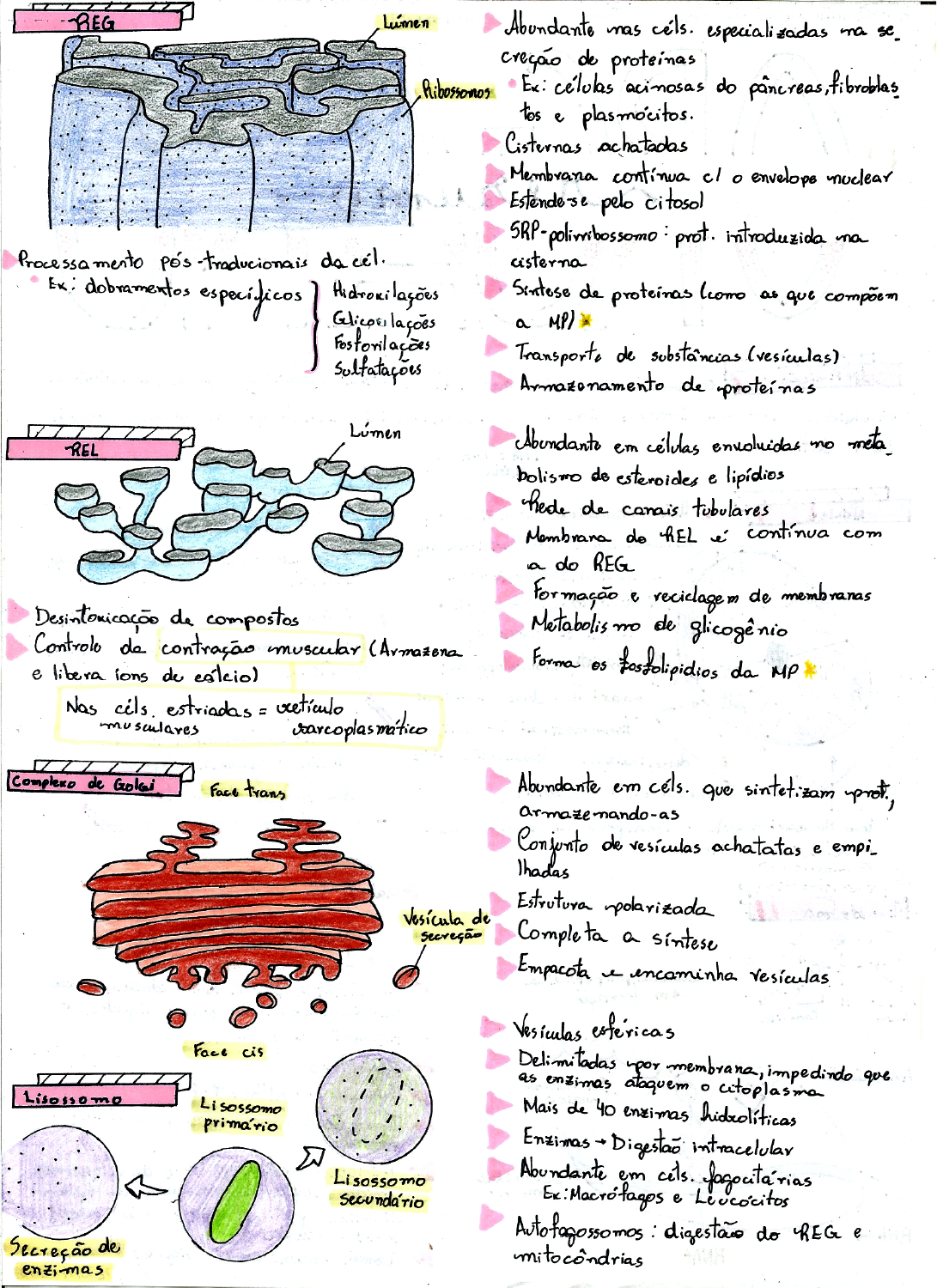 Organelas-Resumo - Citologia E Histologia