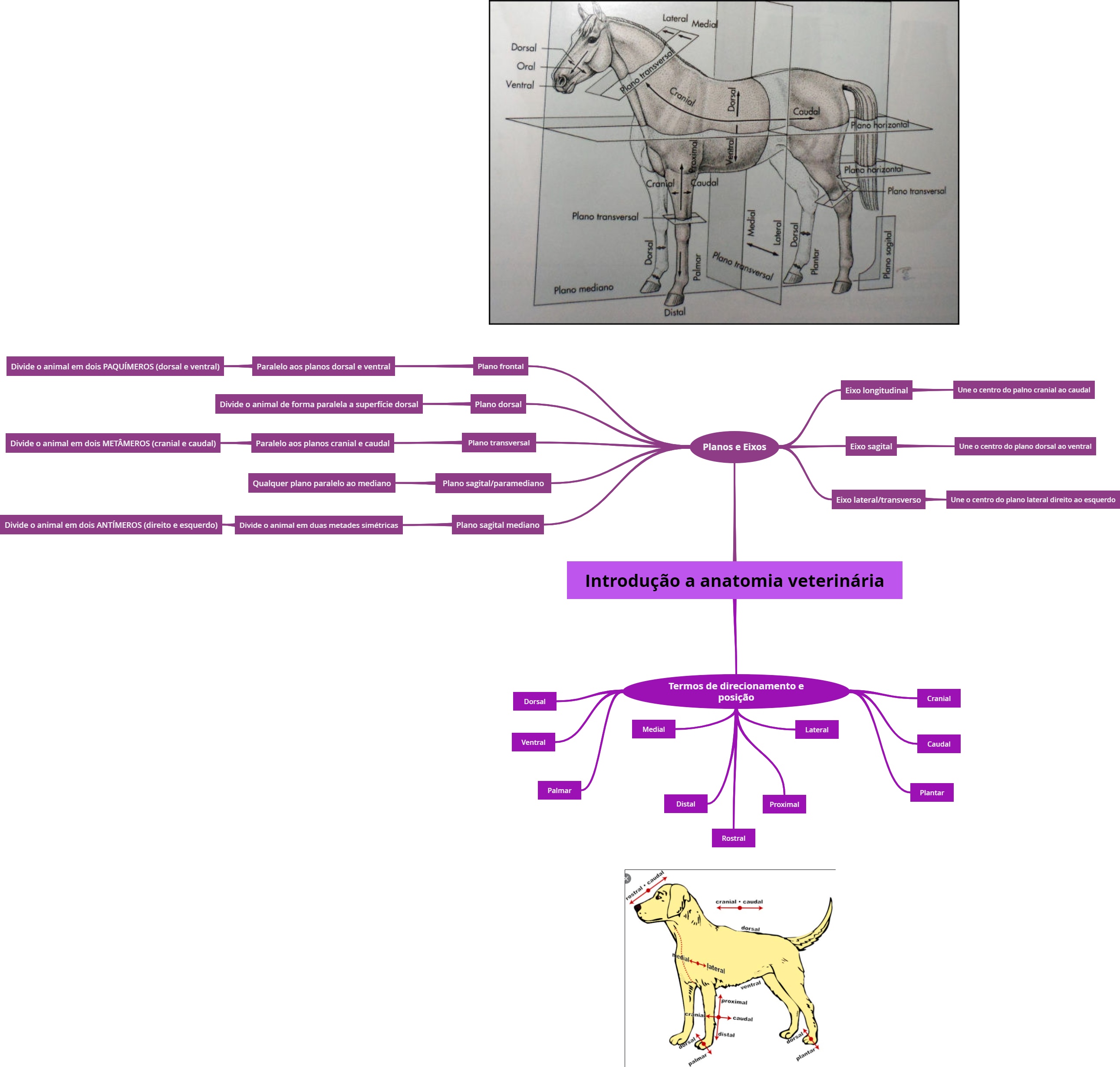 Mapa mental de planos e eixos e termos - Anatomia Veterinária I