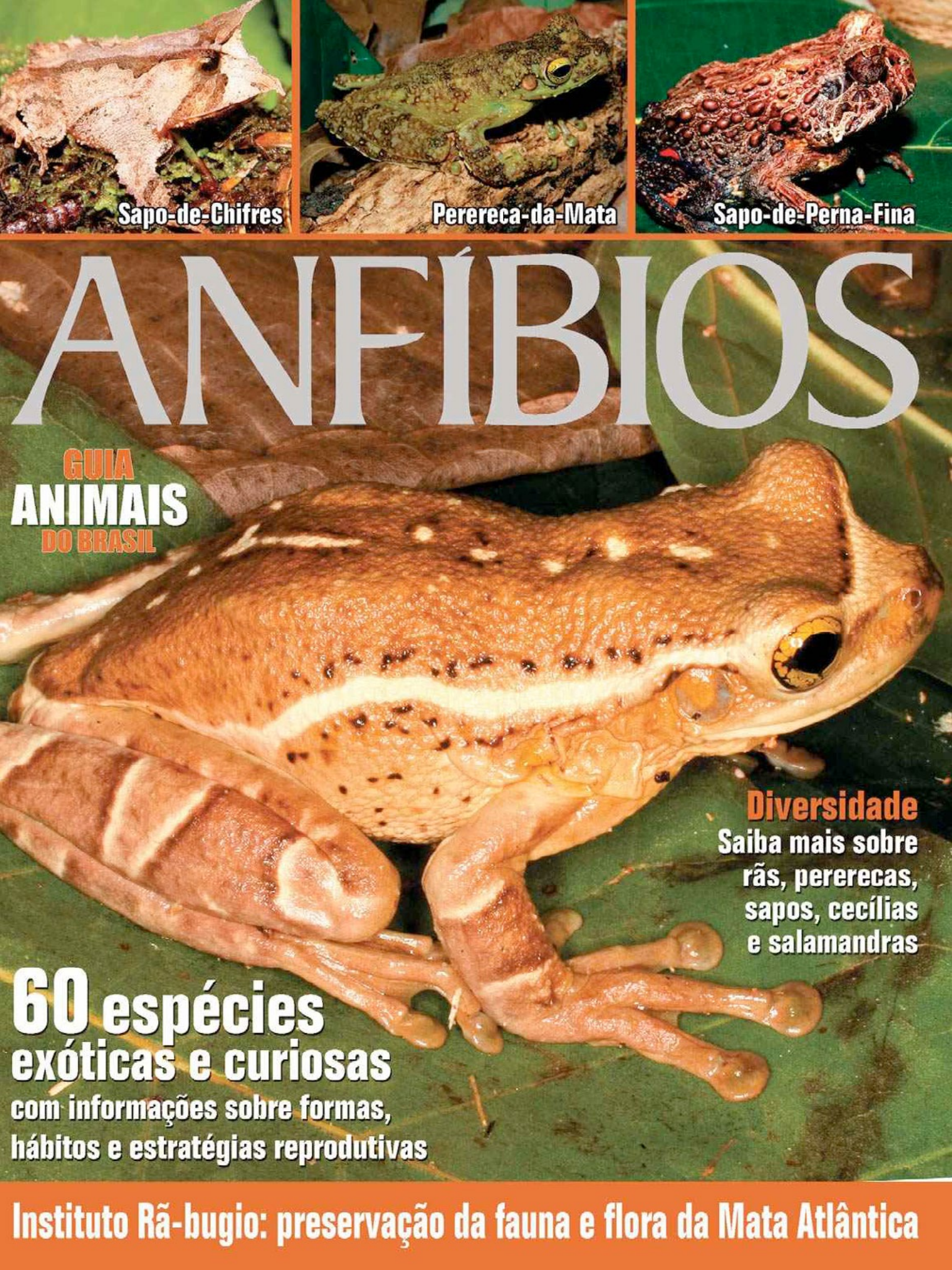 A New Species of the Scinax ruber Clade (Anura, Hylidae) from the Espinhaço  Range, Northeastern Brazil, image size:1536x2048