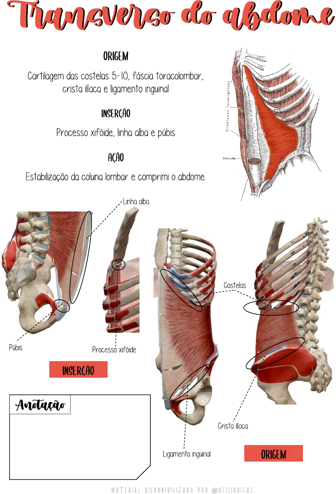 Transverso Do Abdome Anatomia I