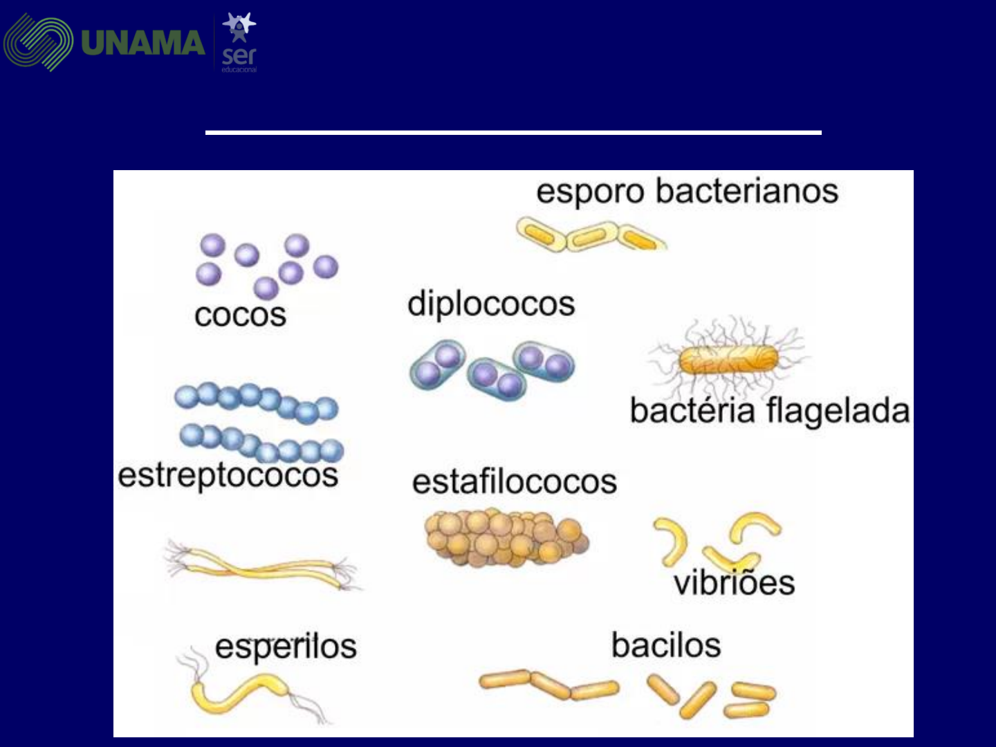 3. morfologia