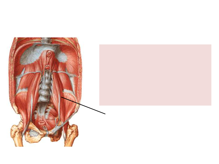 Muscles - Atlas of Anatomy