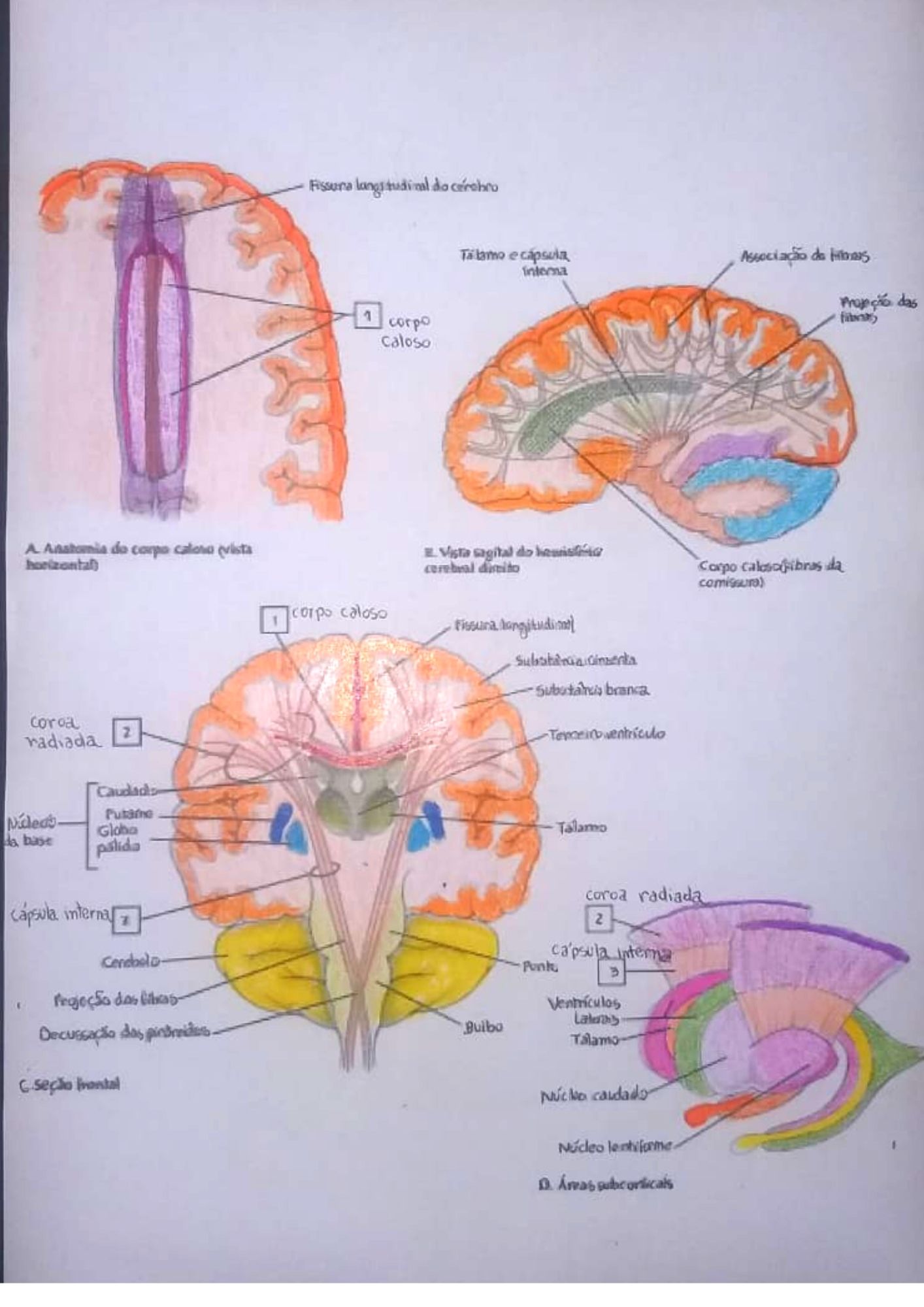 hemisférios cerebrais e corpo caloso