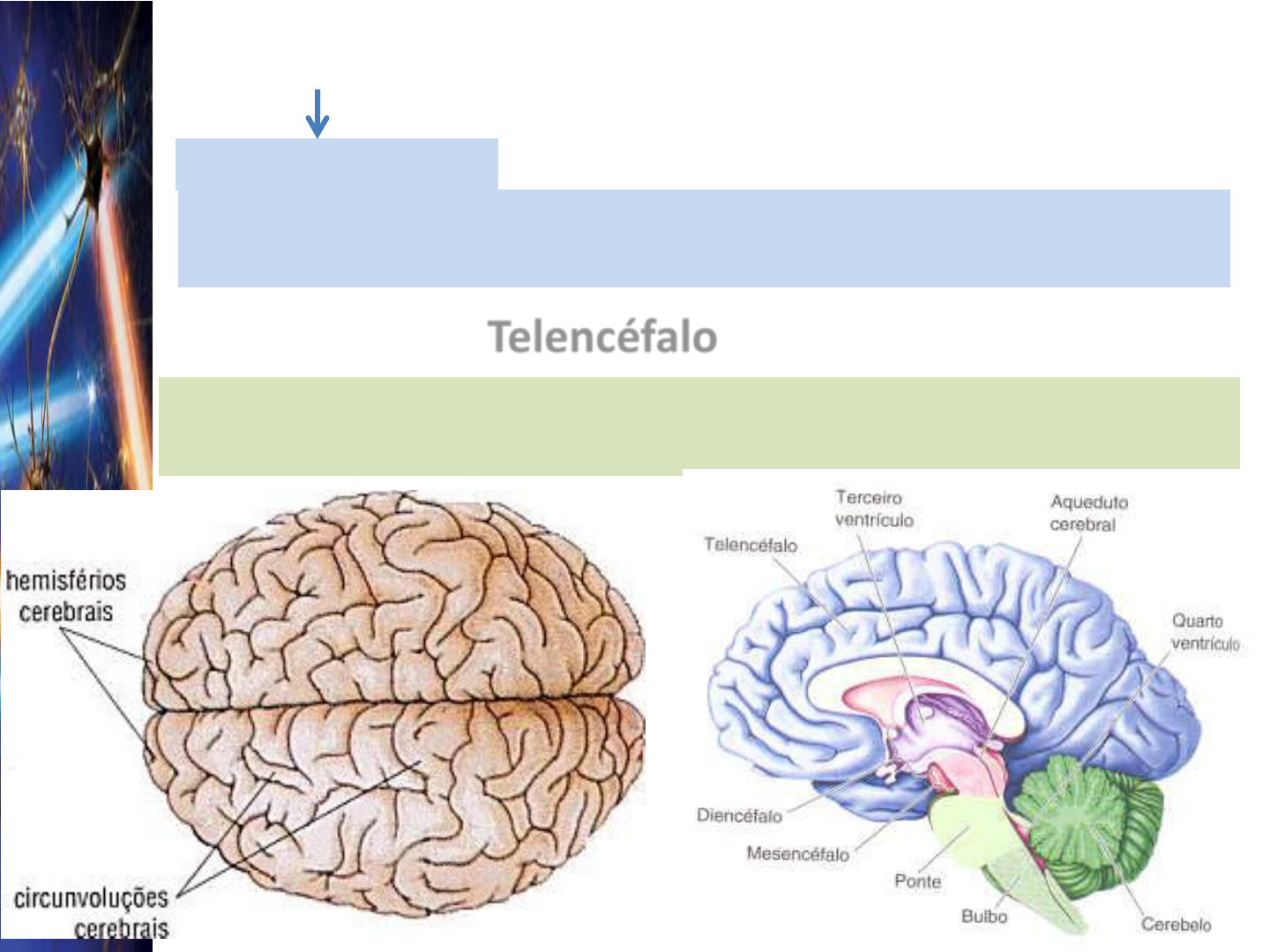 Aula 5 Sistema Nervoso Central Neuroanatomia Fisiologia I Porn Sex