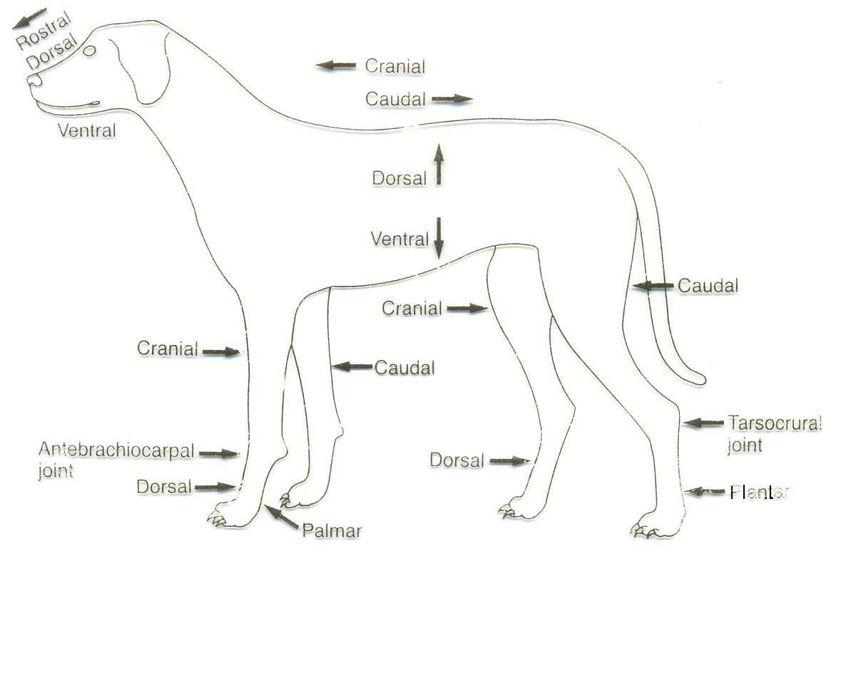 anatomia Anatomia dos Animais Domesticos anatomia Anatomia dos Animais Domesticos