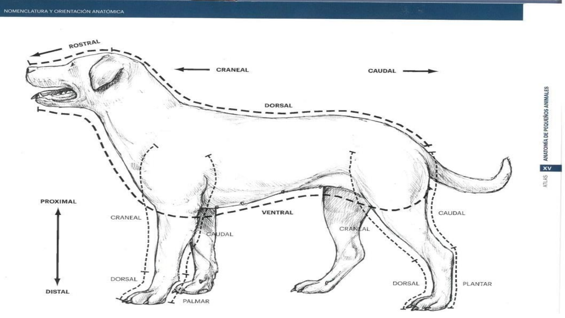 Atlas de anatomía de pequeños animales CONCEPTOS BÁSICOS DEL CANINO