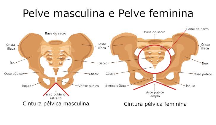 cintura pélvica - Anatomia Radiológica