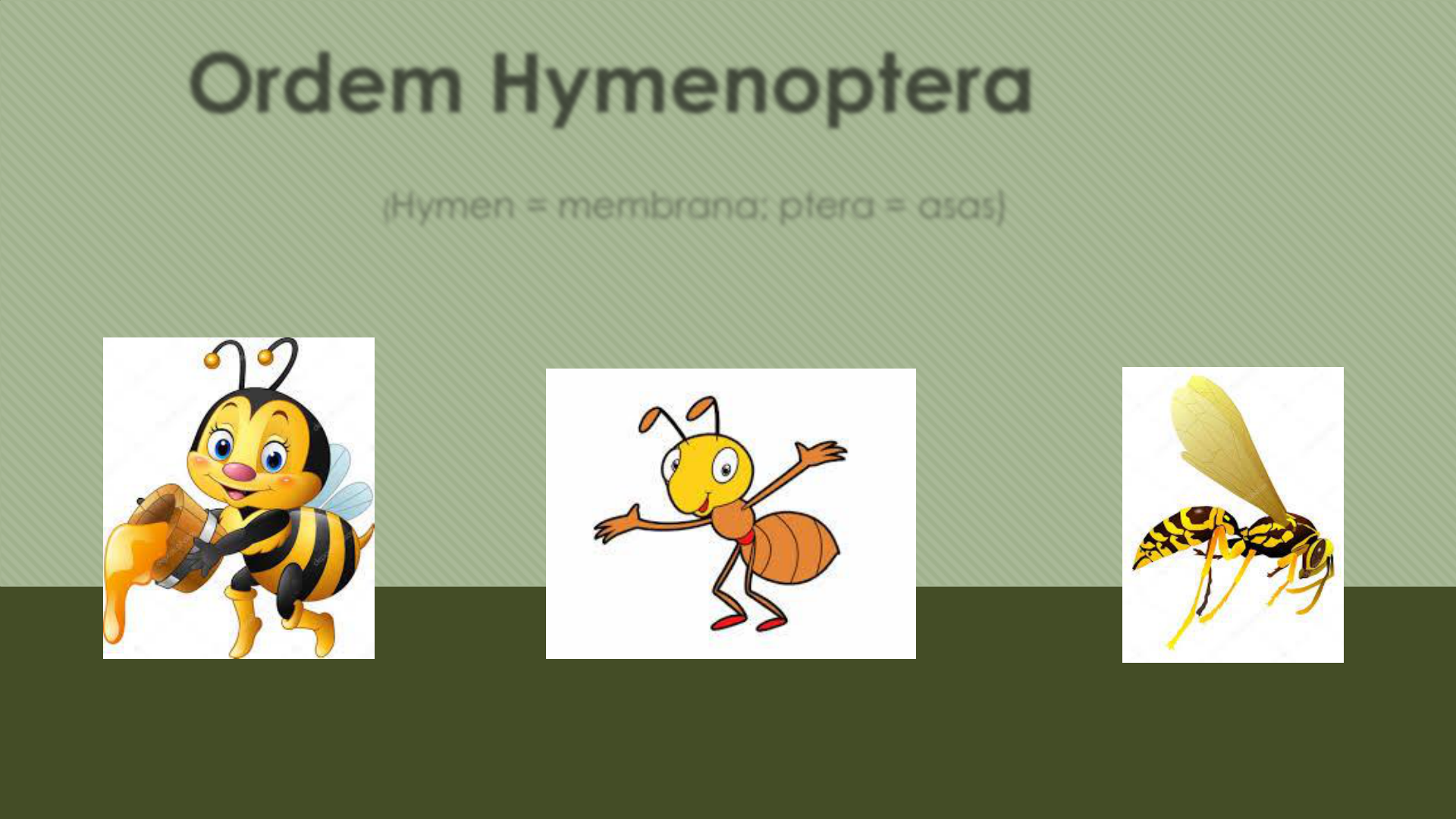 Biologia dos Insetos: Hymenoptera