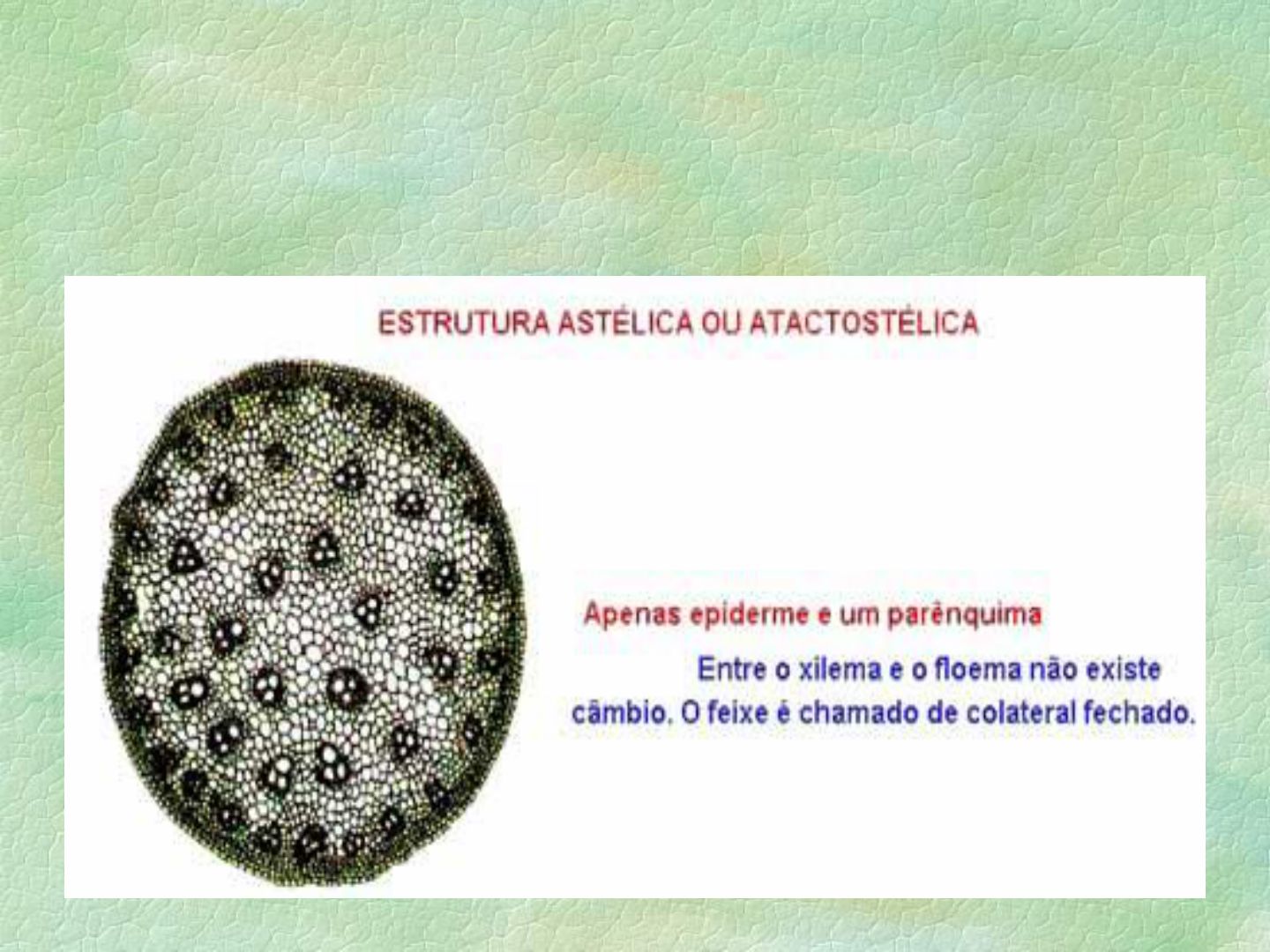 Grátis: Anatomia Vegetal - Material Claro e Objetivo em PDF para Estudo  Rápido, image size:1440x1080