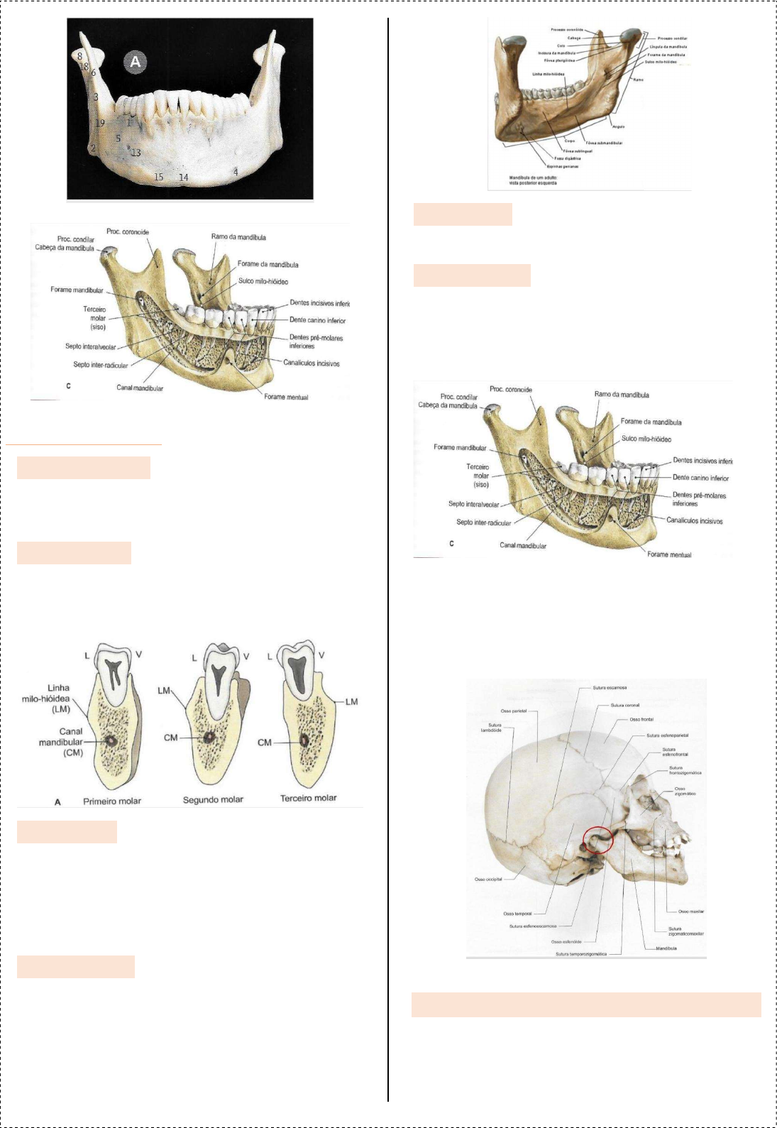 Dra. Dentinhos - 💀 Anatomia da Mandíbula ☠️ ⠀ O que achariam de uma  apostila de anatomia só com desenhos meus? ♥️ ⠀ #anatomia #anato #mandibula  #mandibular #fisiologia #odontologia #medicina #odontoporamor  #studygramodontologia #anatomy #jaw