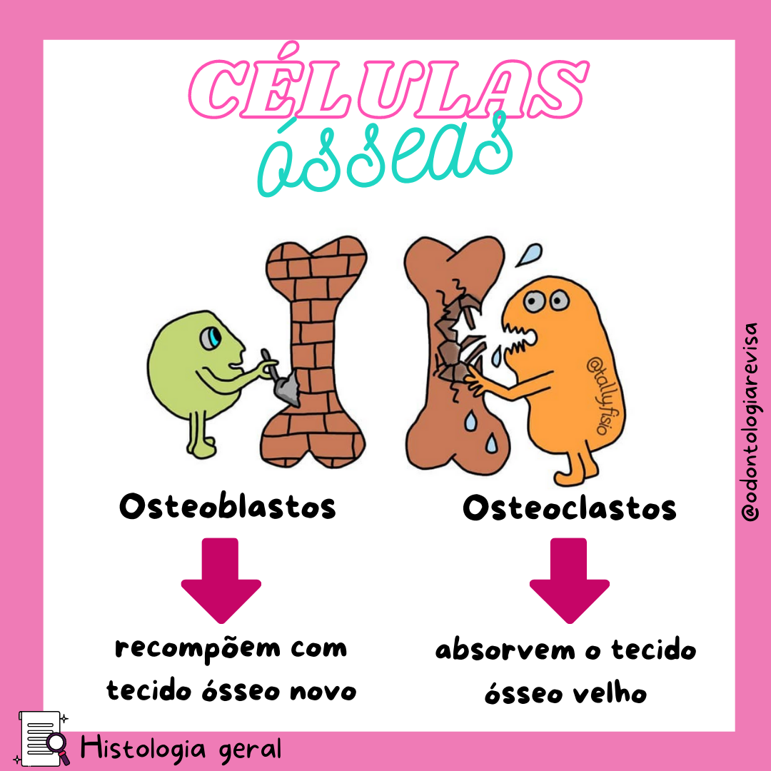 Osteoblastos E Osteoclastos Osteoblastos E Osteoclastos São Dois