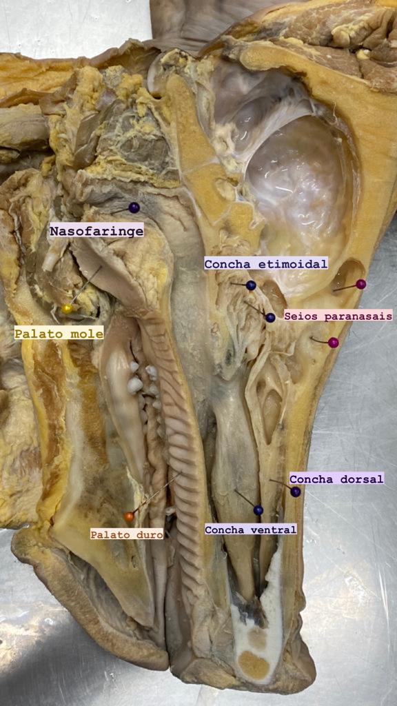 anatomia das conchas nasais