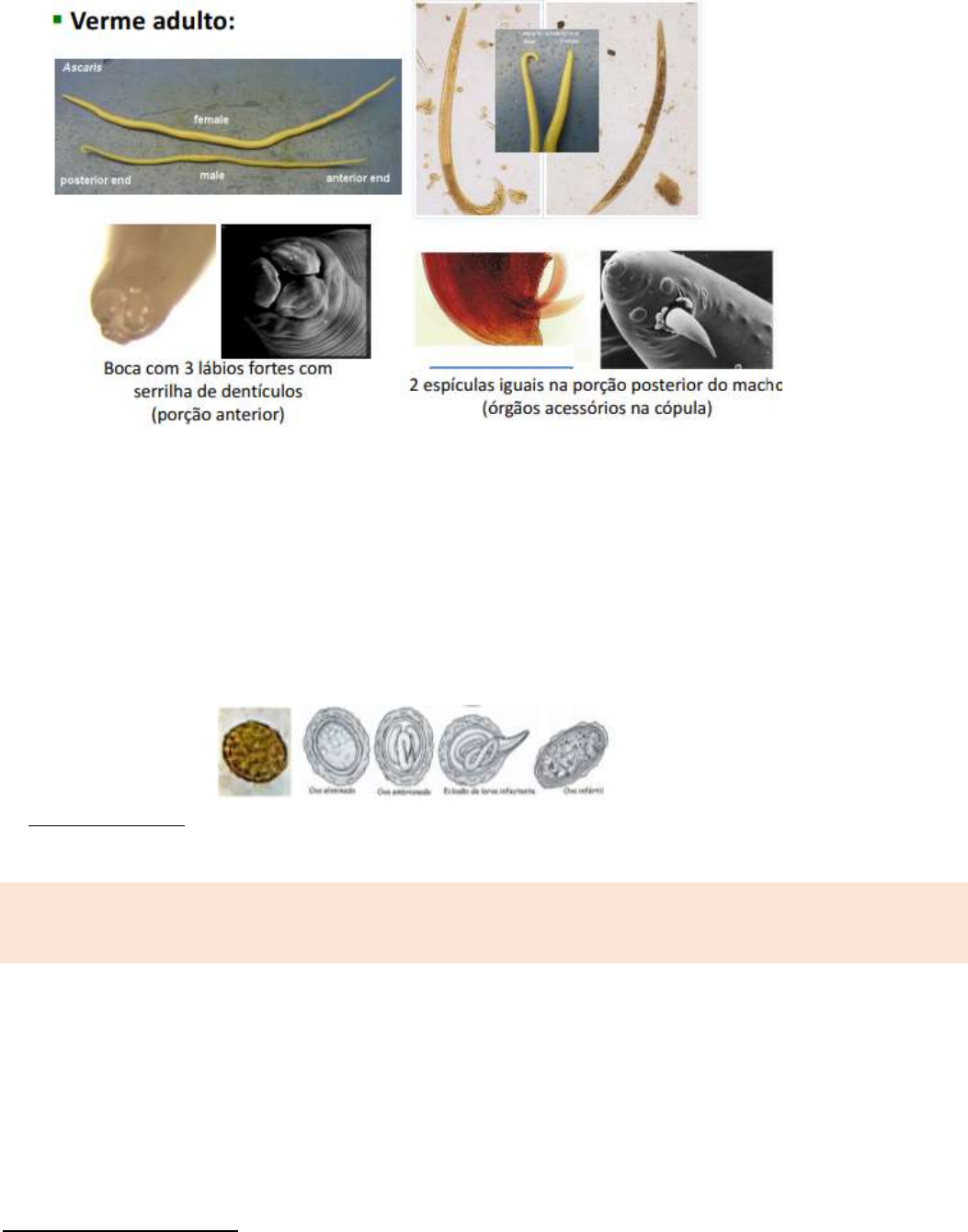 Grátis: resumo 2 iph - Material Claro e Objetivo em PDF para Estudo Rápido