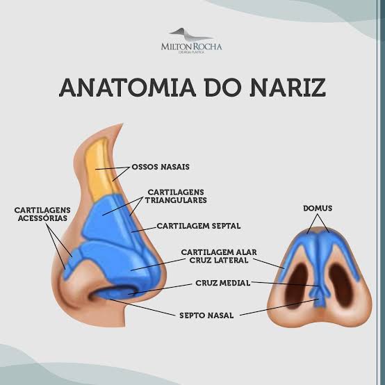 Anatomia Do Nariz Anatomia I 