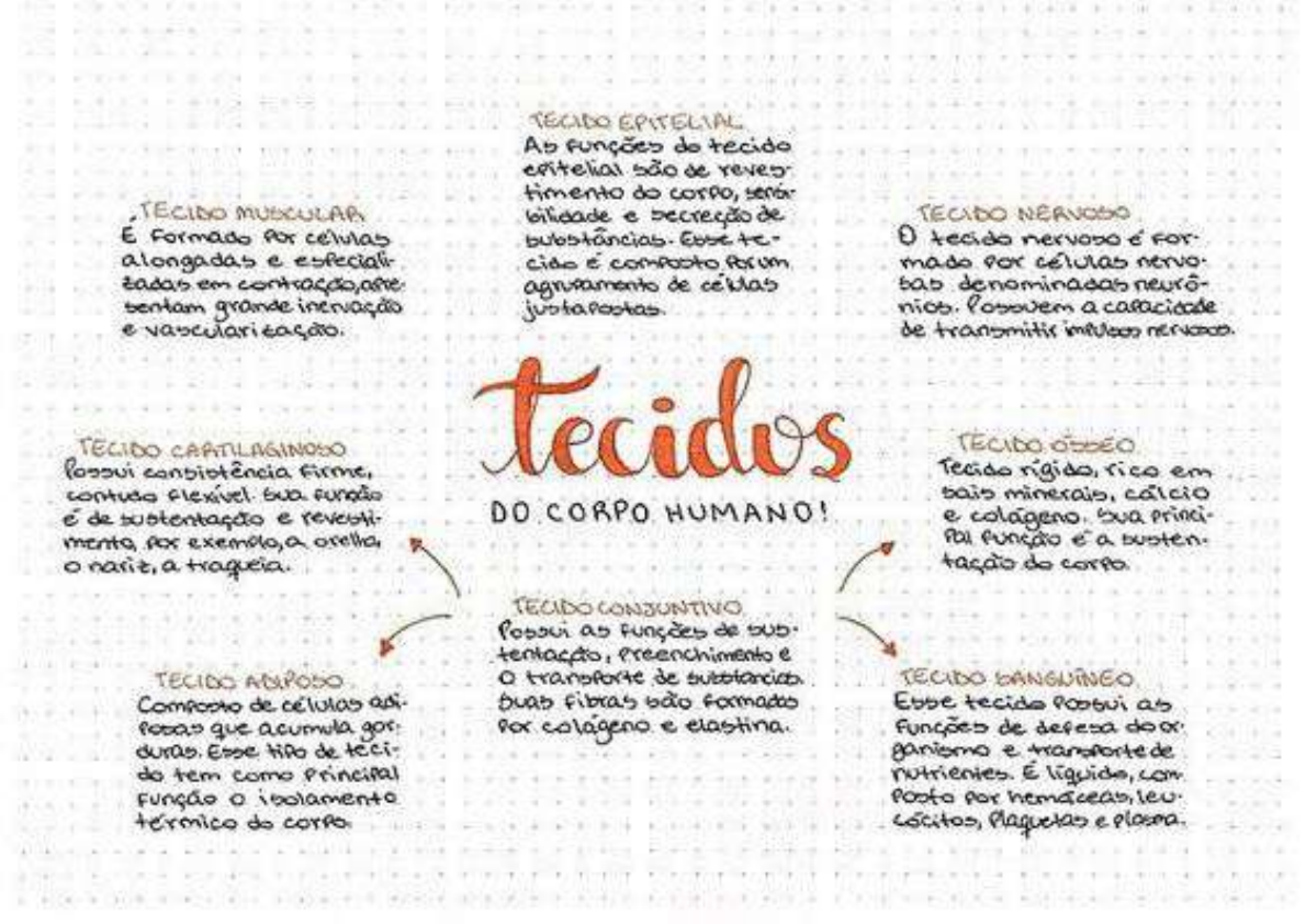 Grátis: Tecidos do corpo humano - Material Claro e Objetivo em PDF para  Estudo Rápido, image size:1190x842