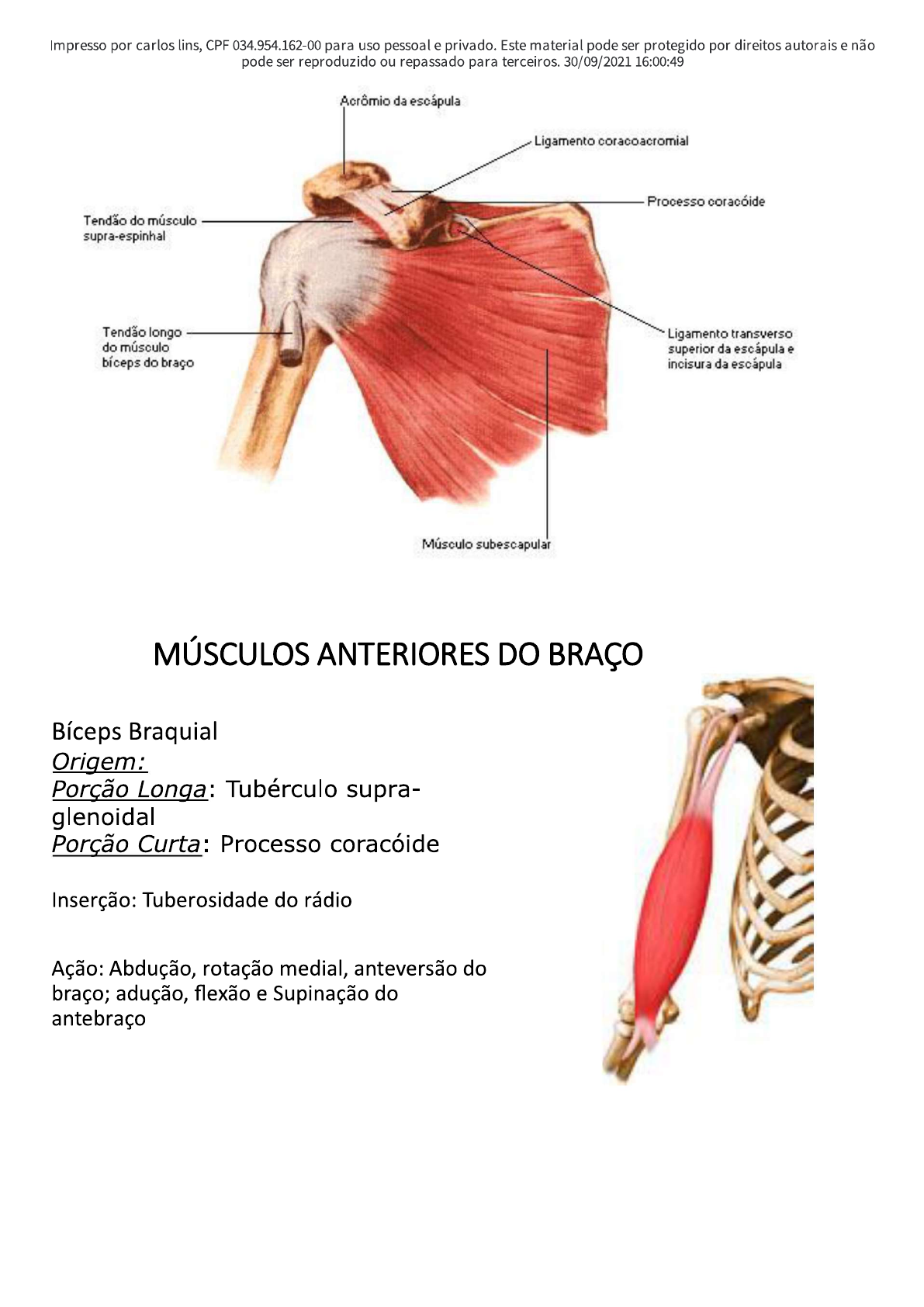 MUSCULOS DO OMBRO PARTE 2 - Anatomia I