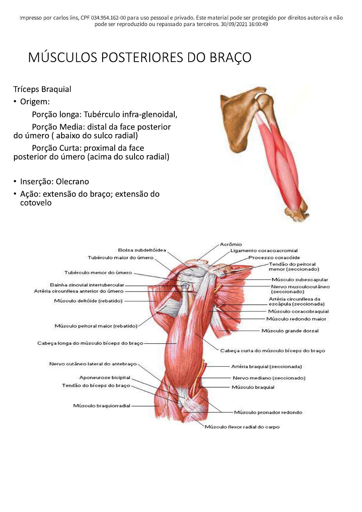 MUSCULOS DO OMBRO PARTE 2 - Anatomia I