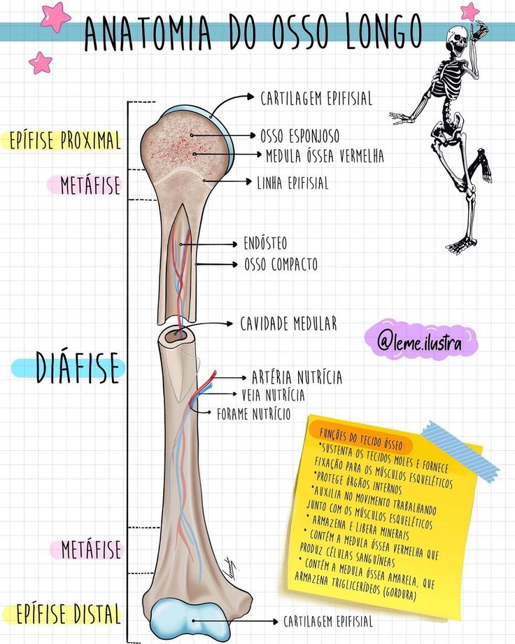 Anatomia Do Osso Longo Sistema Esqueletico