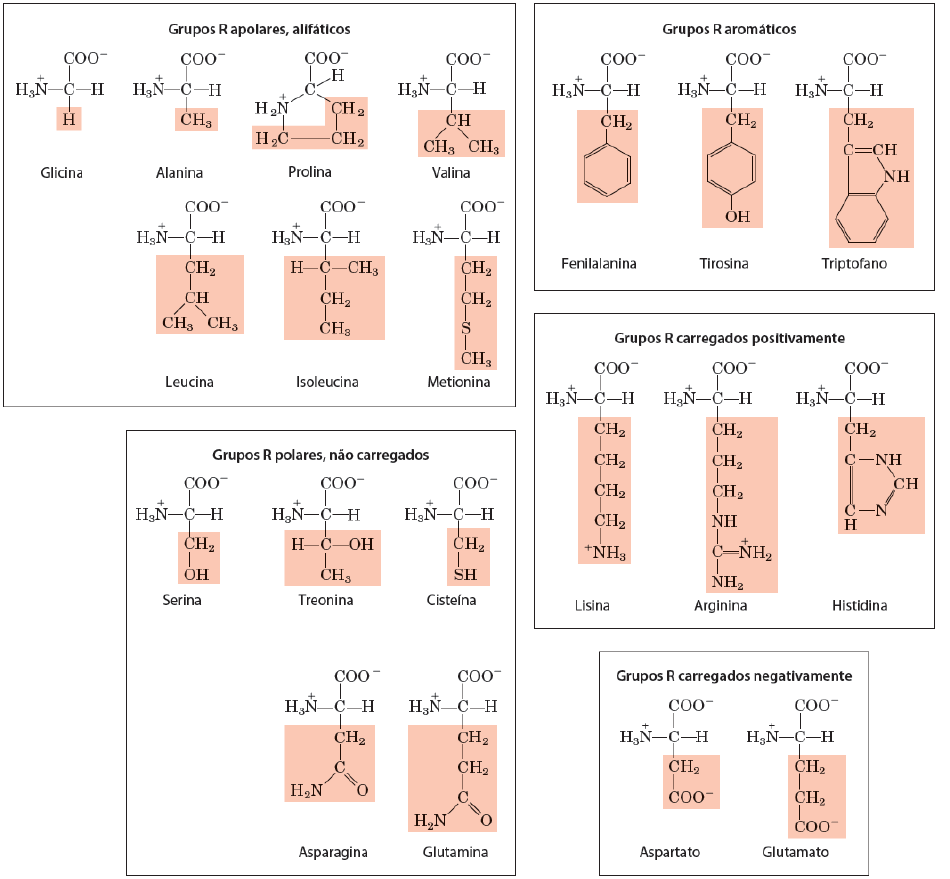 Grátis: Aminoácidos: Estrutura e Função - Material Claro e Objetivo em PDF  para Estudo Rápido, image size:950x879