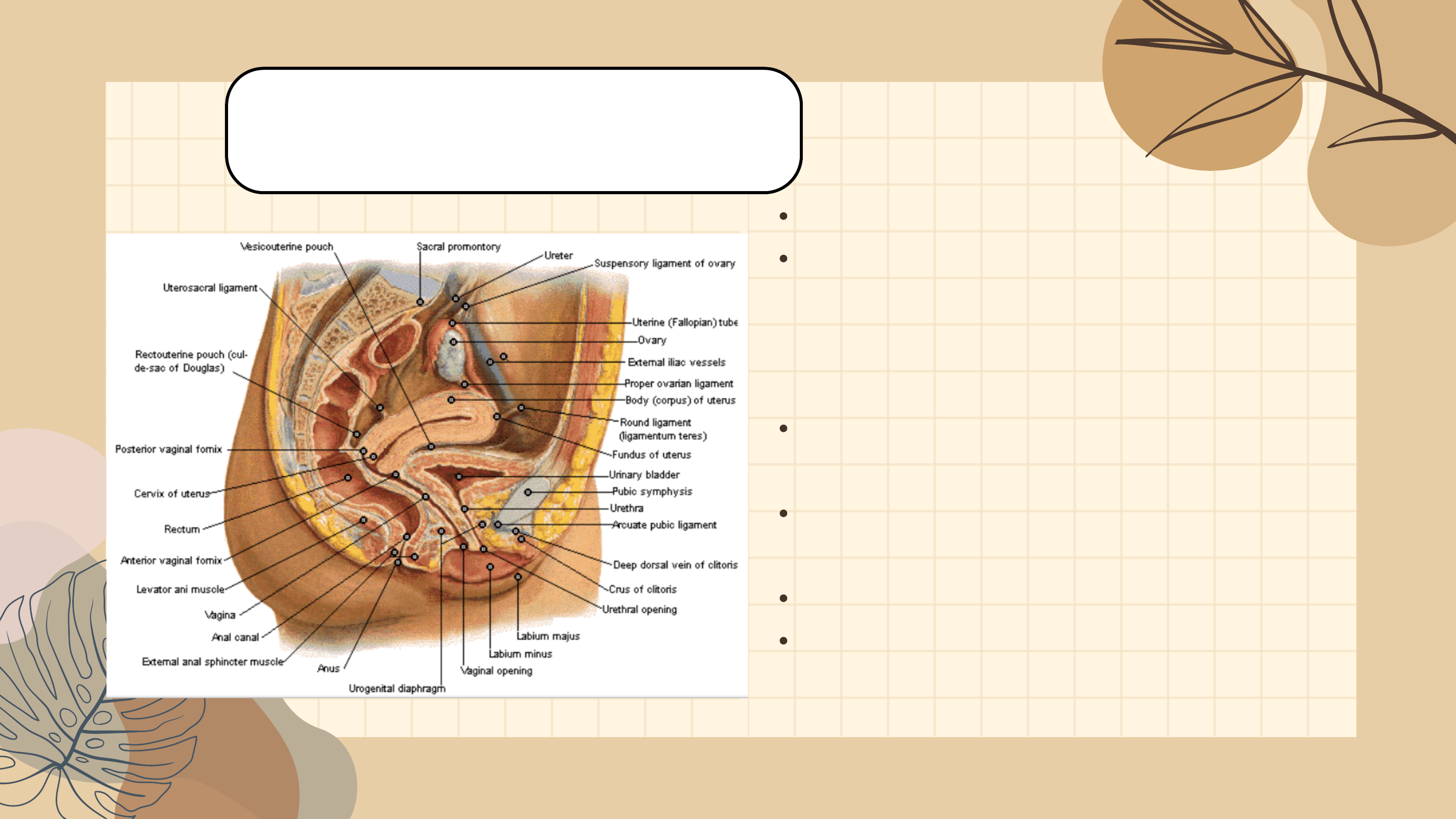 Aparato genital de la mujer - Anatomía I | Studenta