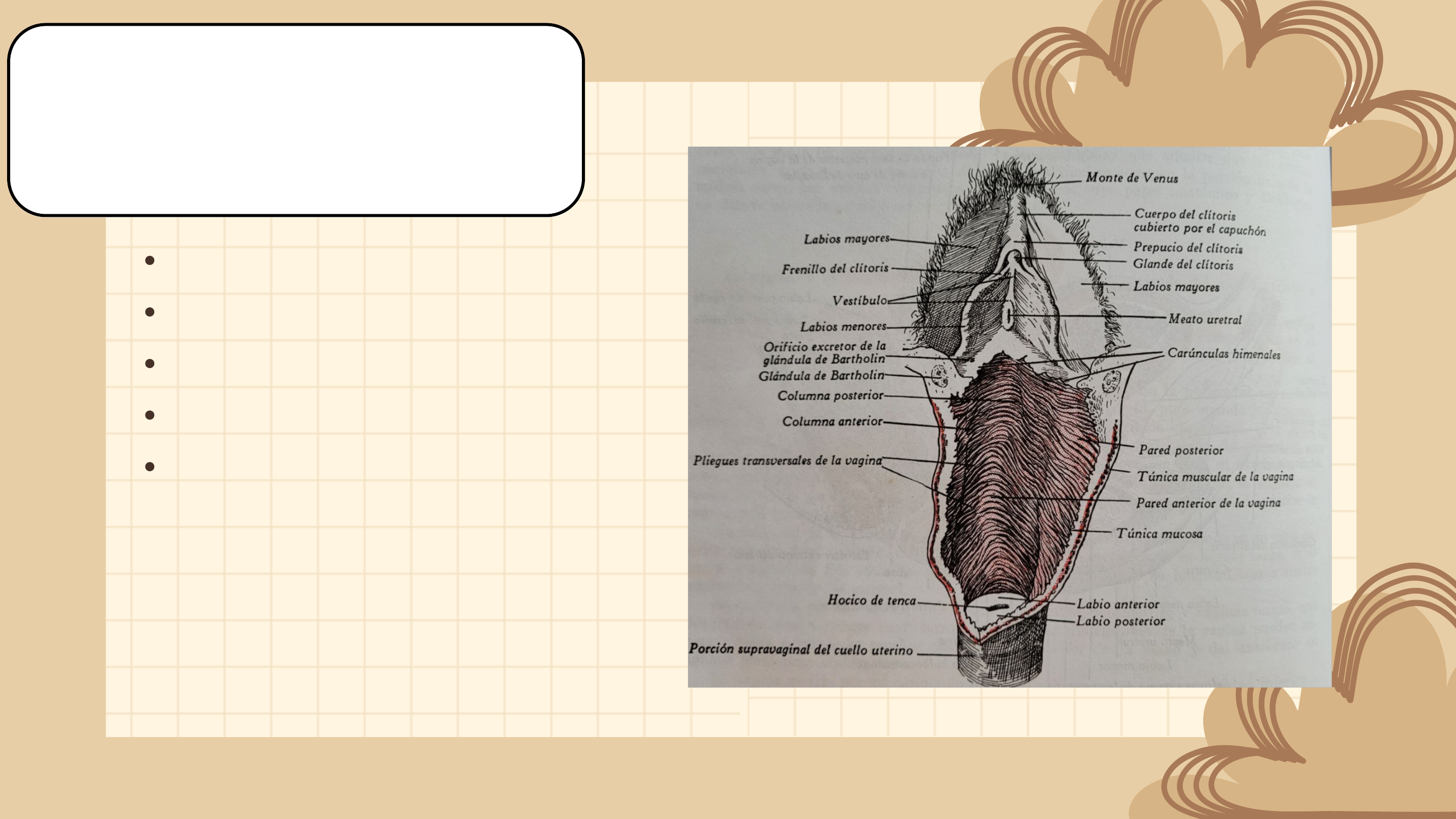 Aparato genital de la mujer - Anatomía I | Studenta