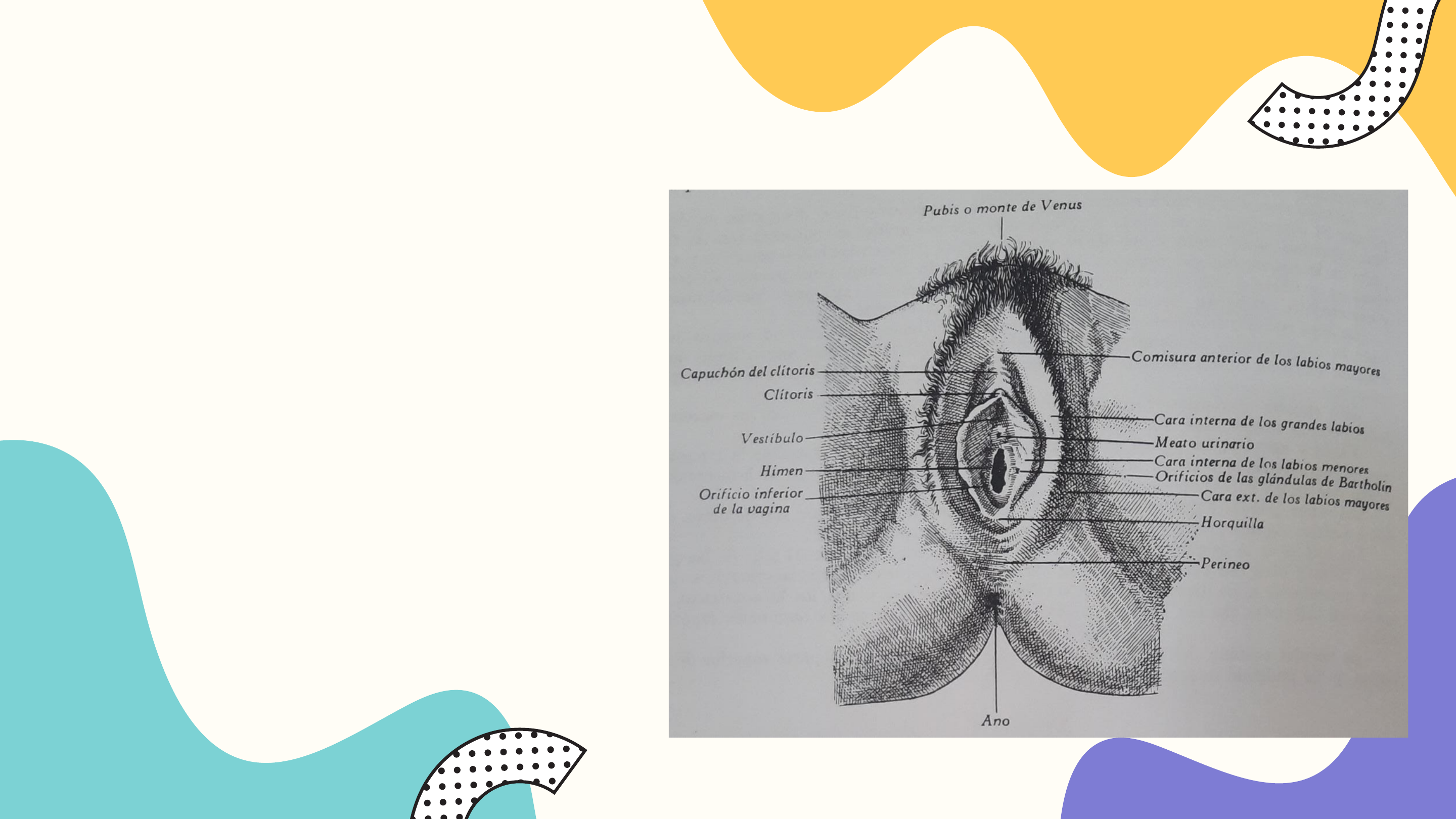 Aparato genital de la mujer - Anatomía I | Studenta