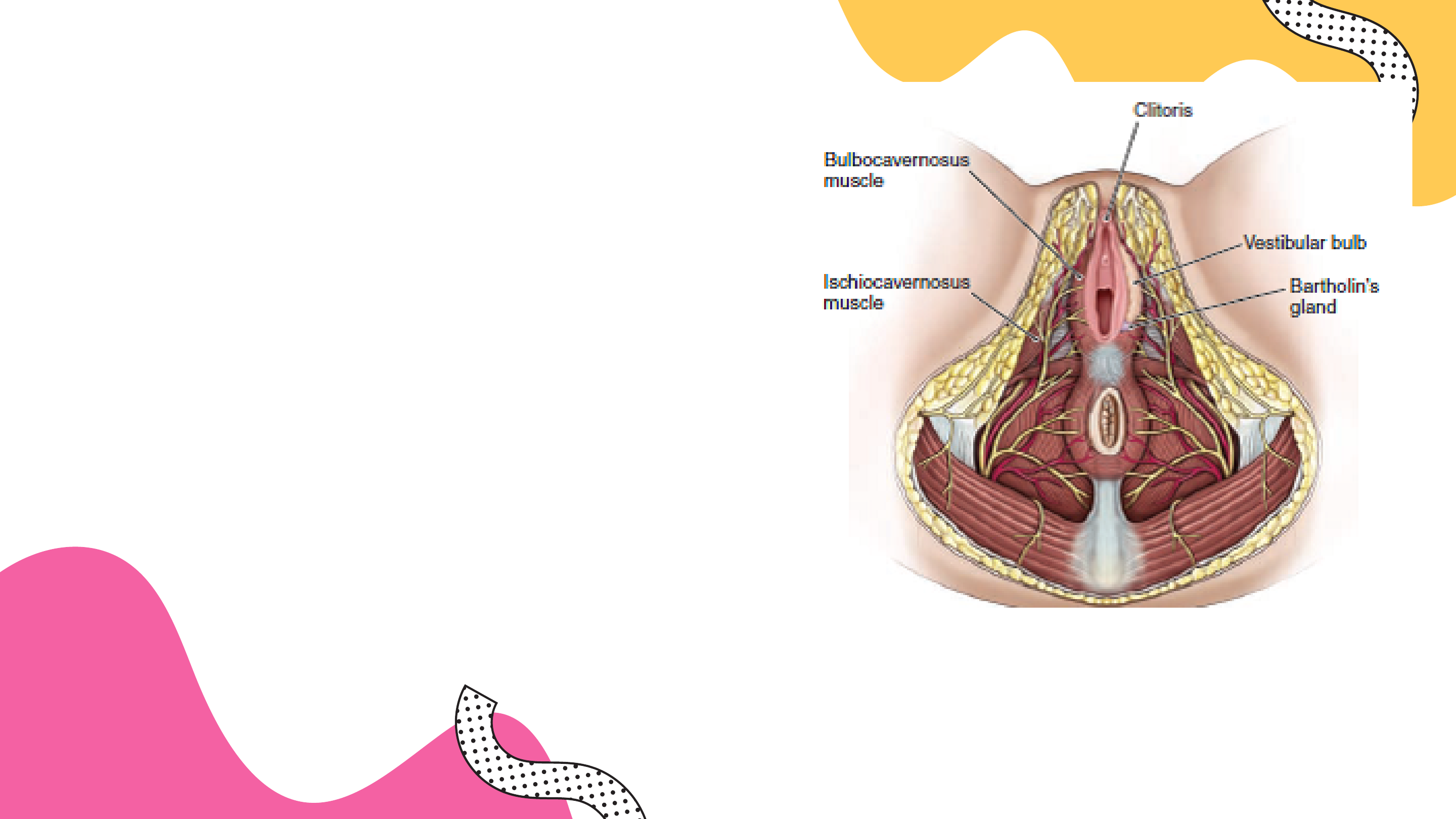 Aparato genital de la mujer - Anatomía I | Studenta