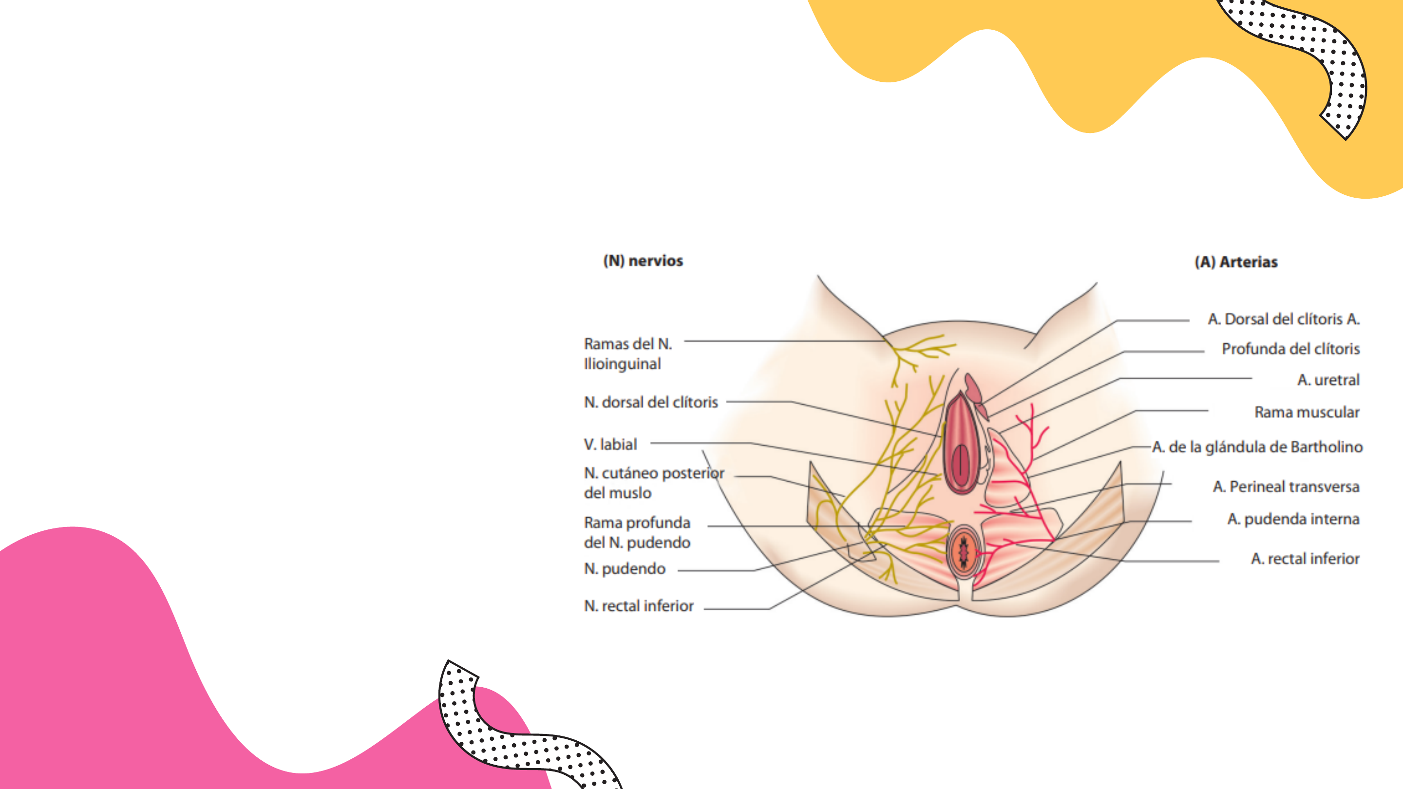 Aparato genital de la mujer - Anatomía I | Studenta