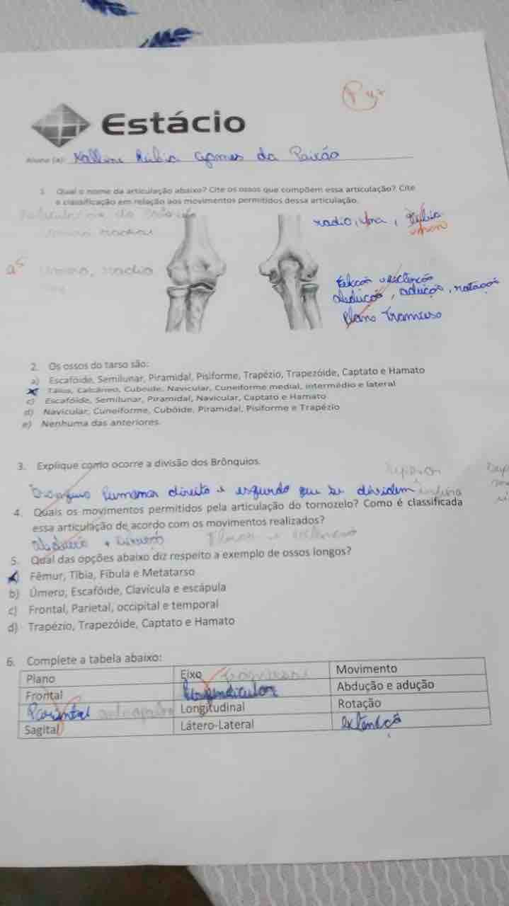 Anatomia - Anatomia II