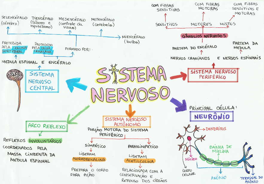 mapa mental Sistema nervoso - Fisiologia Humana Básica