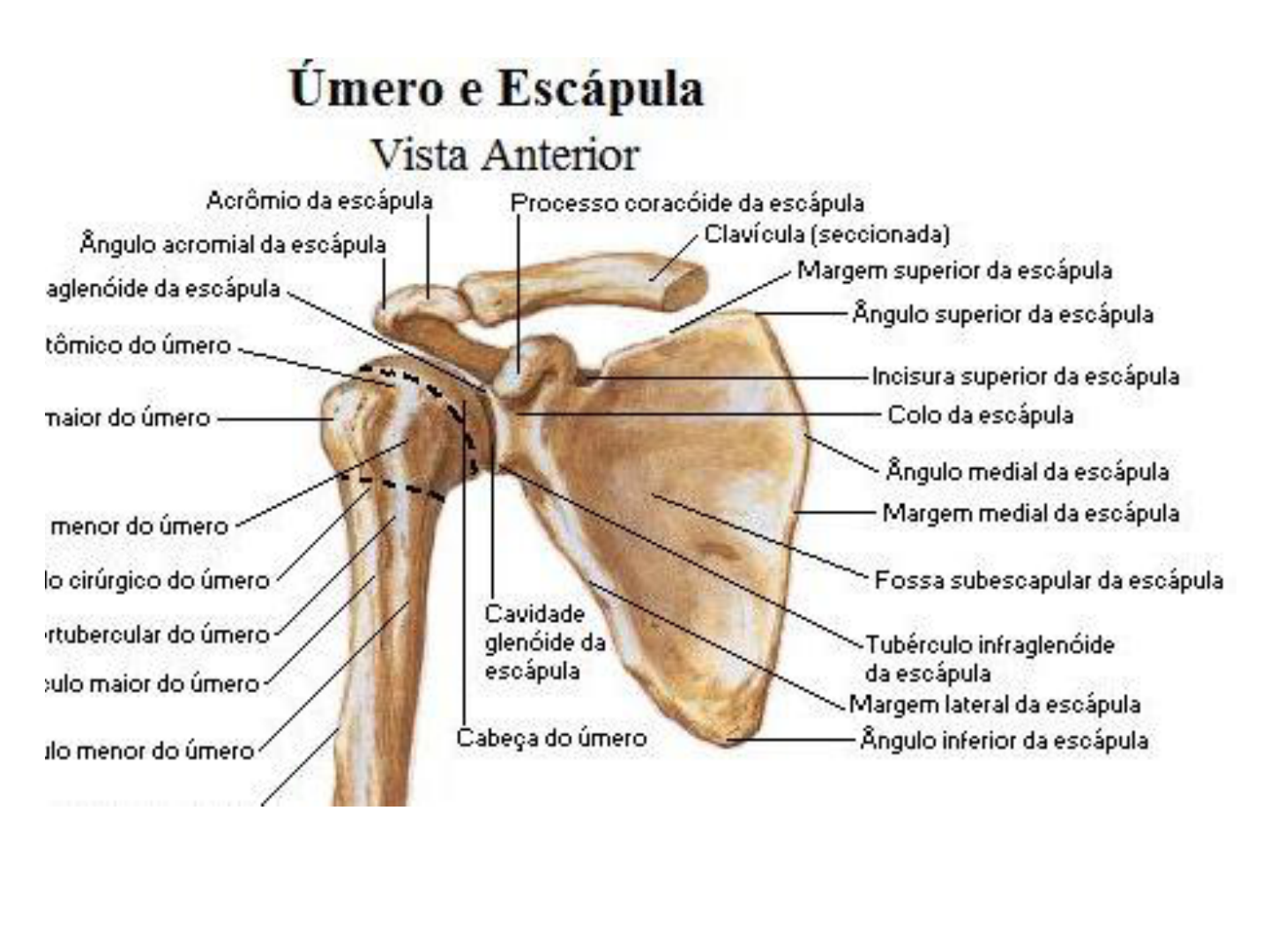 anatomia da escapula - Anatomia I
