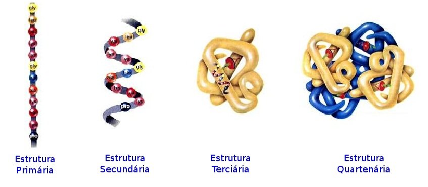 Proteínas - Introdução A Ciências Biológicas (tópicos Especiais Em ...