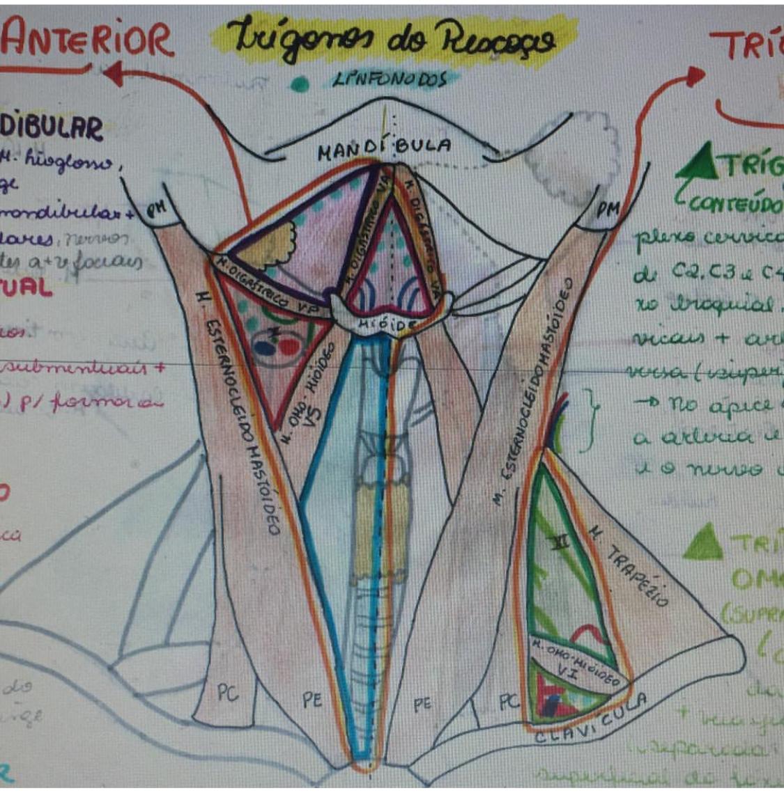 tr-gonos-do-pesco-o-sistema-estomatogn-tico
