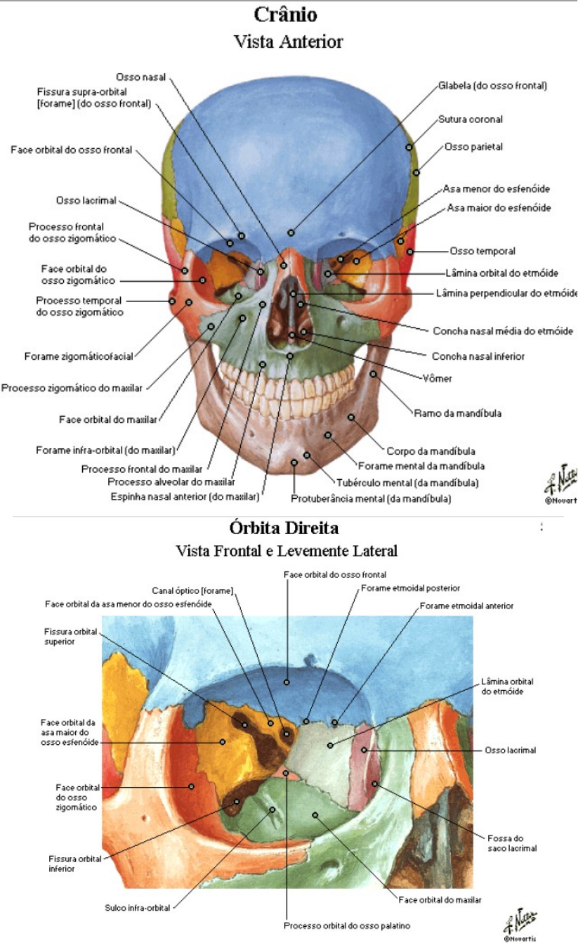 Anatomia Cabe A E Pesco O Anatomia De Cabe A E Pesco O