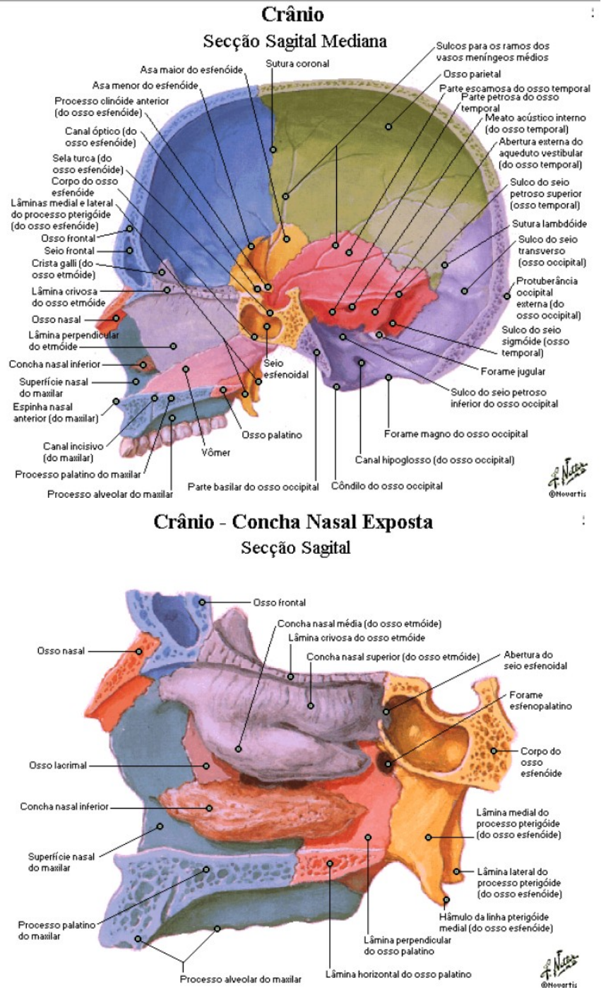 Anatomia Cabeça E Pescoço Anatomia De Cabeça E Pescoço