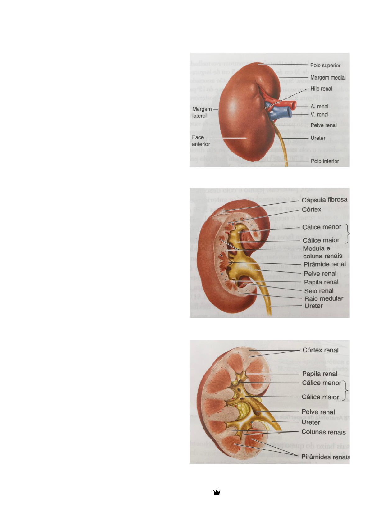 ANATOMIA SISTEMA URINÁRIO (Moore) - Anatomia Humana I
