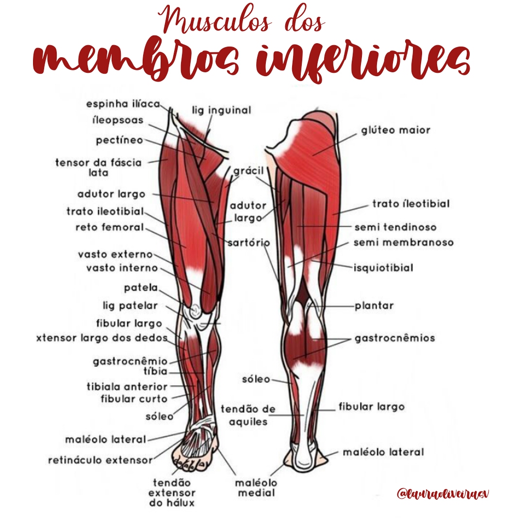 anatomia muscular dos membros inferiores