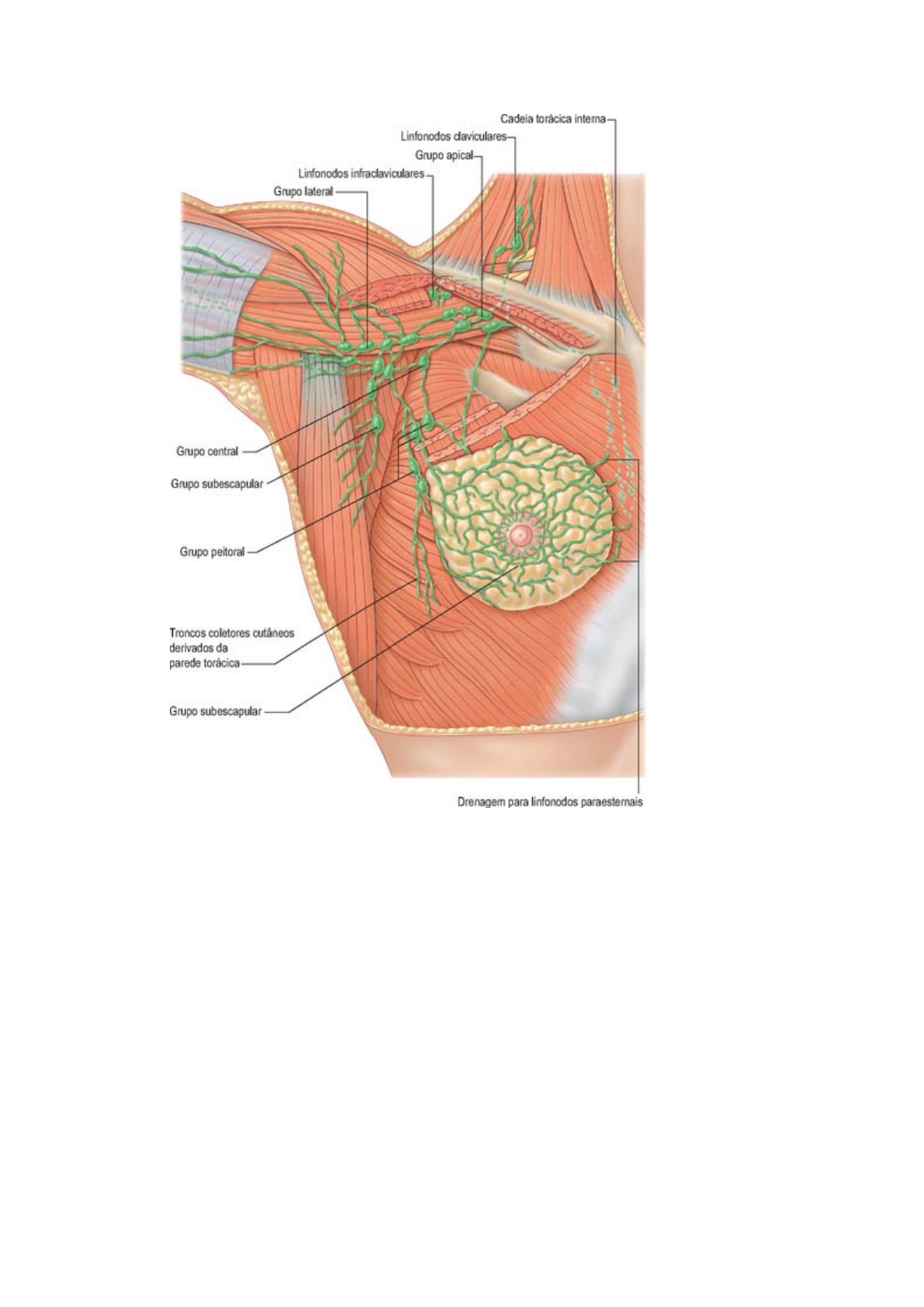 Abordaje de la linfadenopatía periférica (pediatría): ciencias clínicas, image size:1191x1684