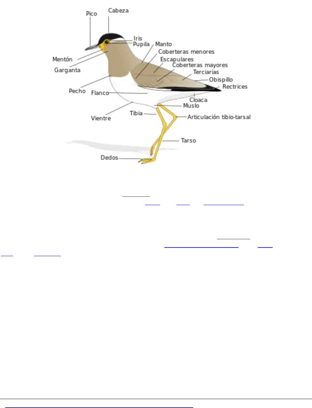 File:Anatomía de la rodilla.jpg - Wikimedia Commons