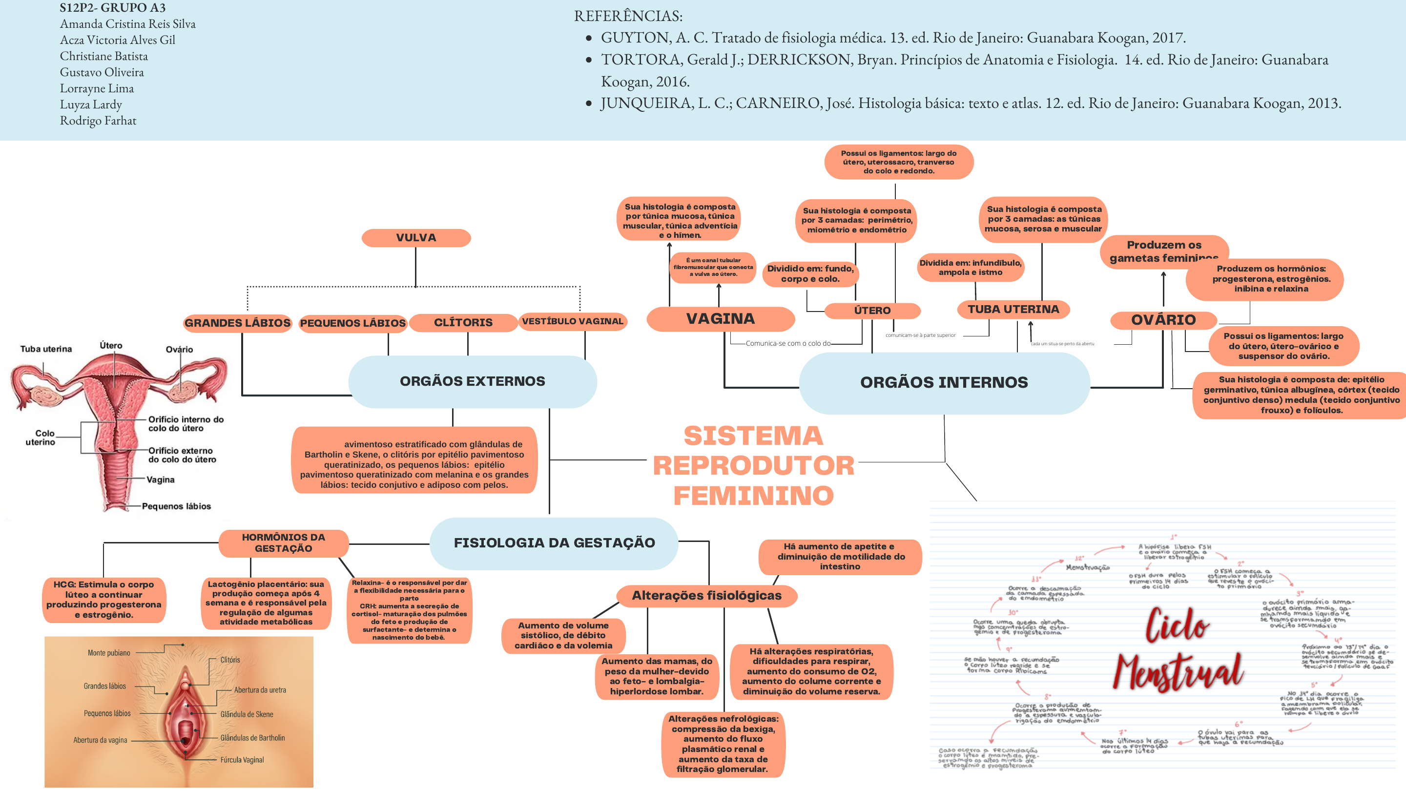 SOLUTION: Resumo do Sistema reprodutor feminino 2 - Studypool